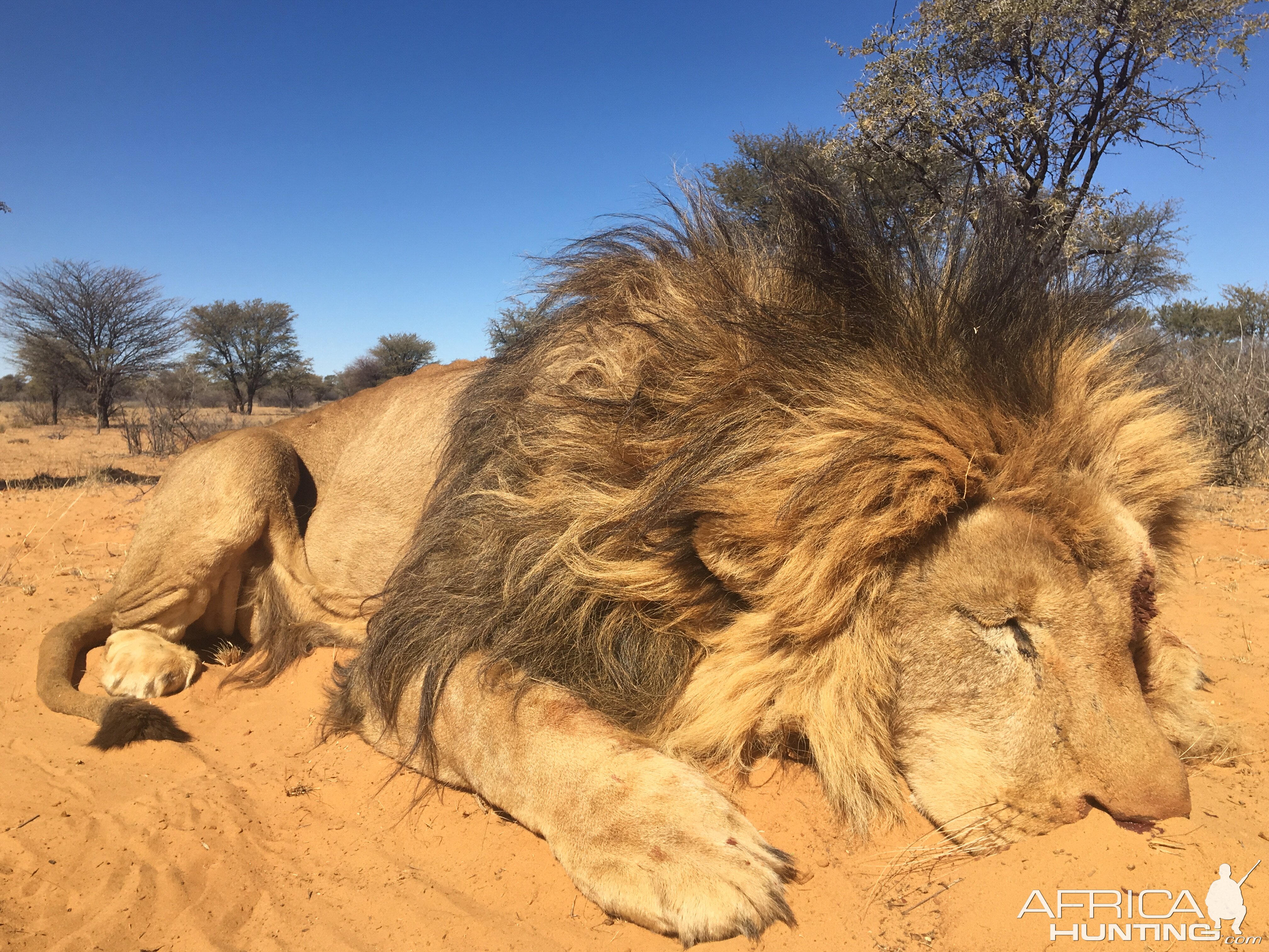 Lion Hunting South Africa