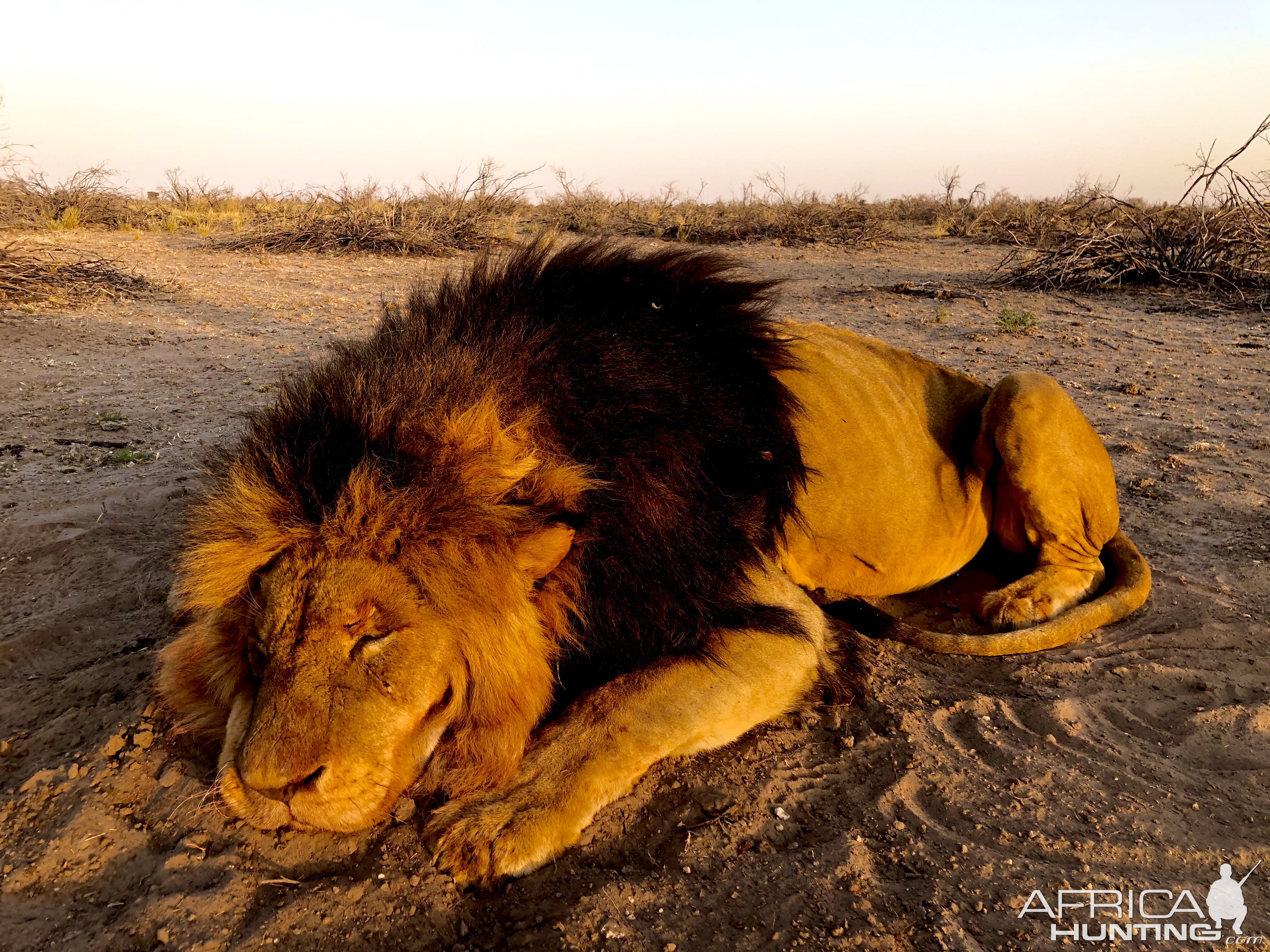 Lion Hunting with Jacques Spamer of JKO Hunting Safaris