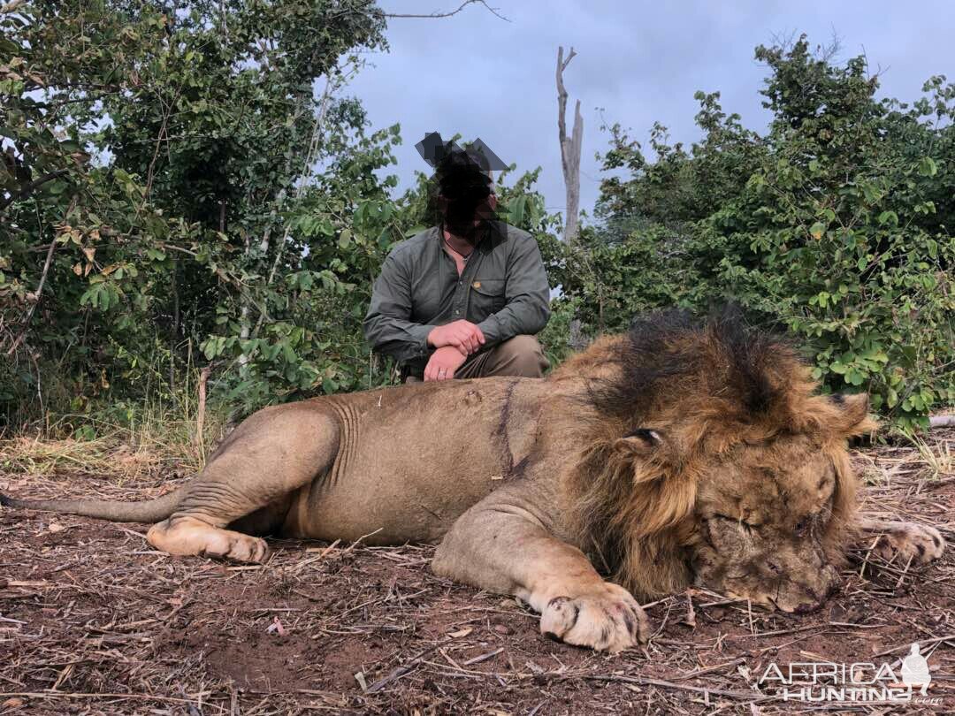 Lion Hunting Zimbabwe