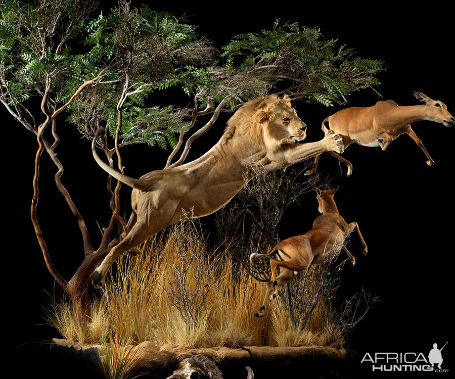 Lion & Impala Full Mount Taxidermy