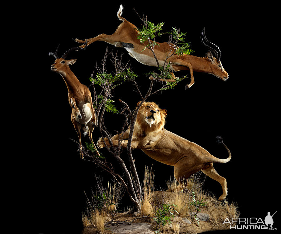 Lion & Impala Full Mount Taxidermy