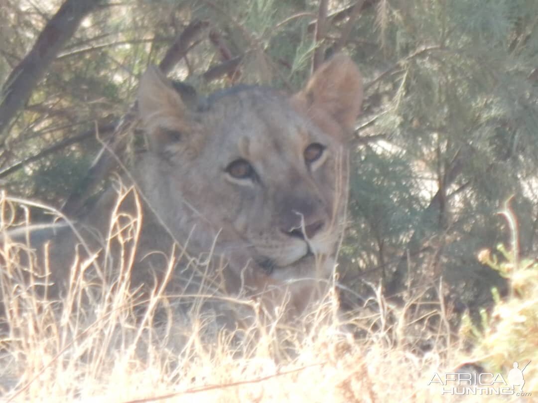 Lion in Hoanib River Valley, Damaraland, Namibia