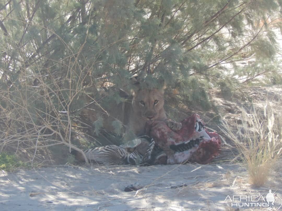 Lion in Hoanib River Valley, Damaraland, Namibia