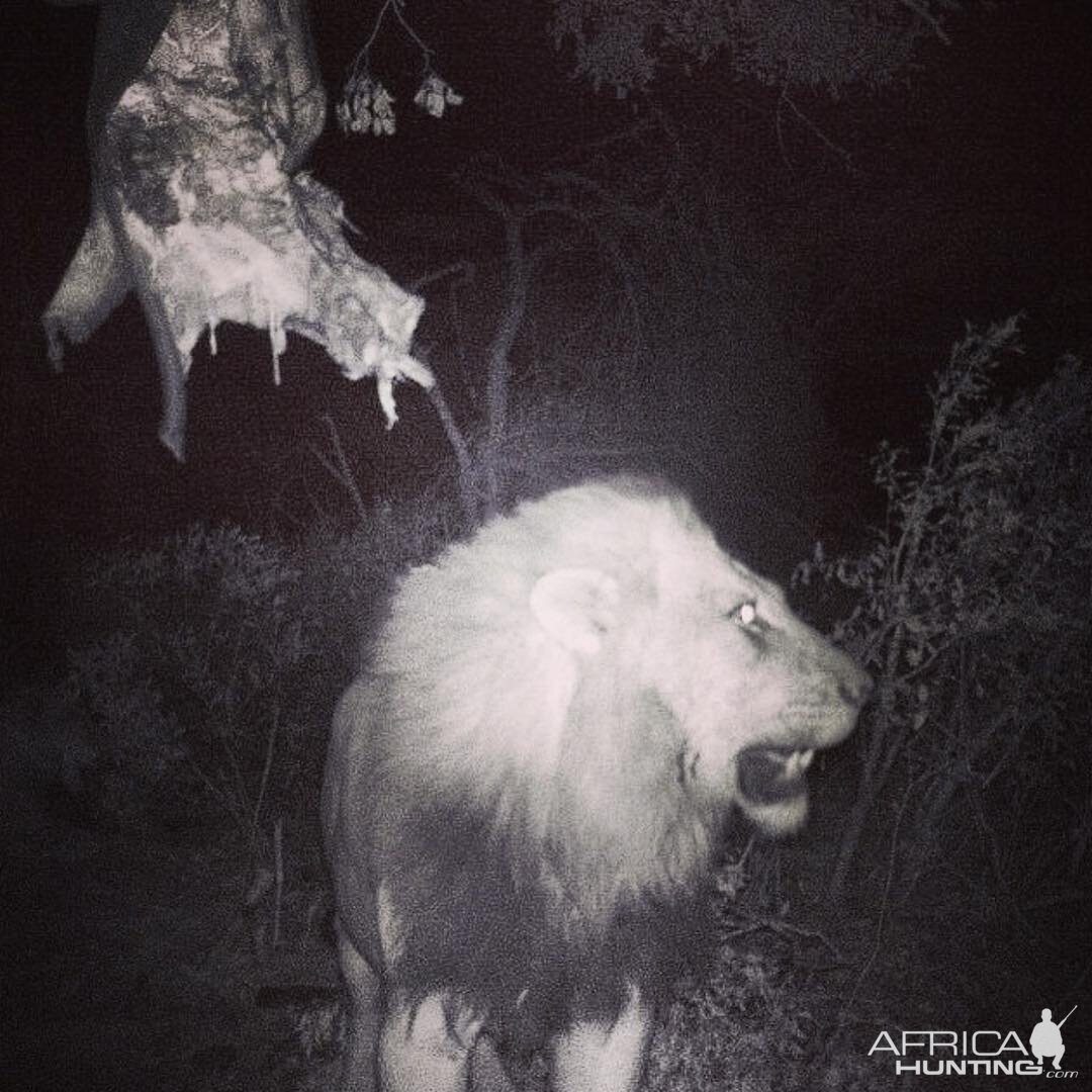 Lion in Mozambique