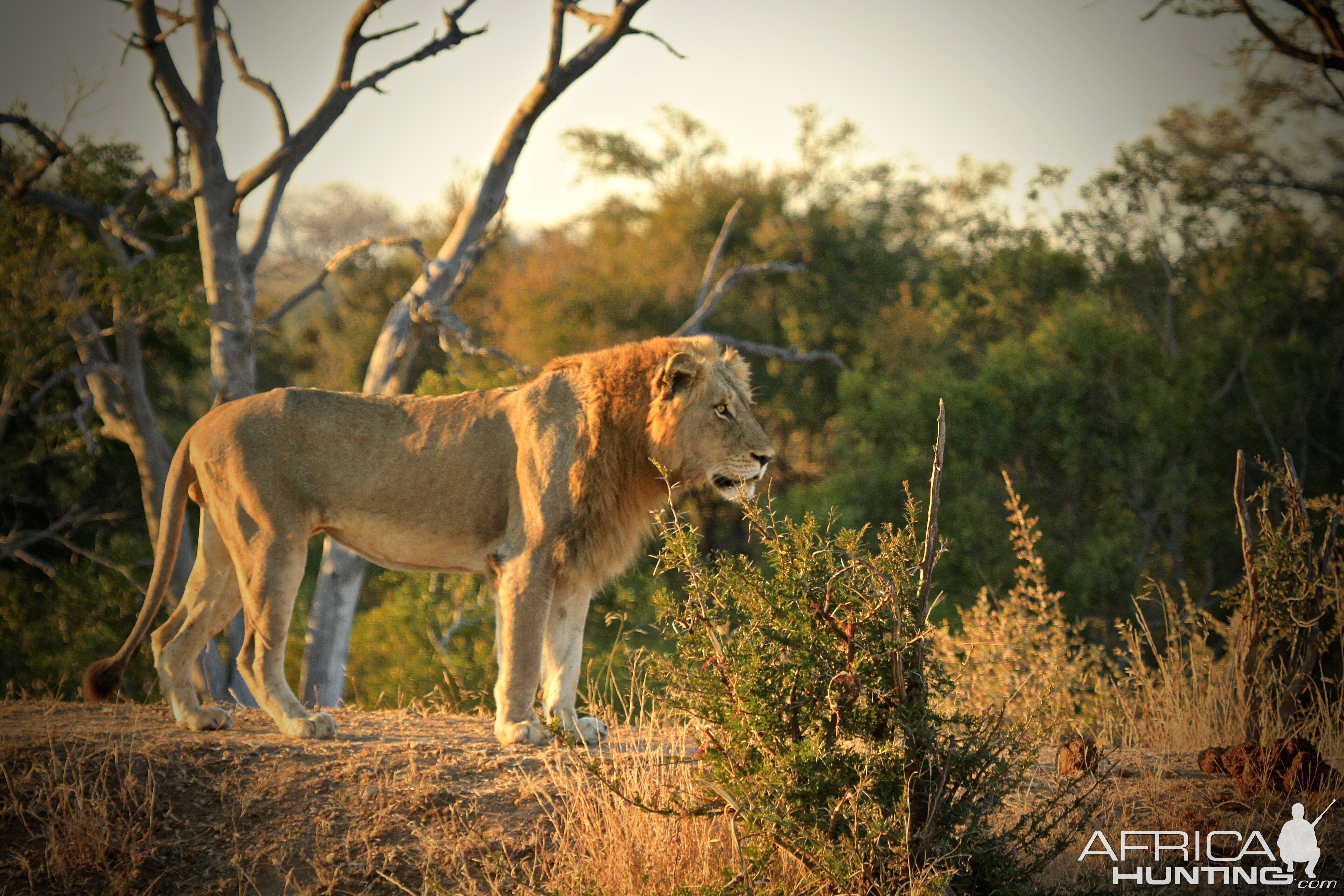 Lion in South Africa