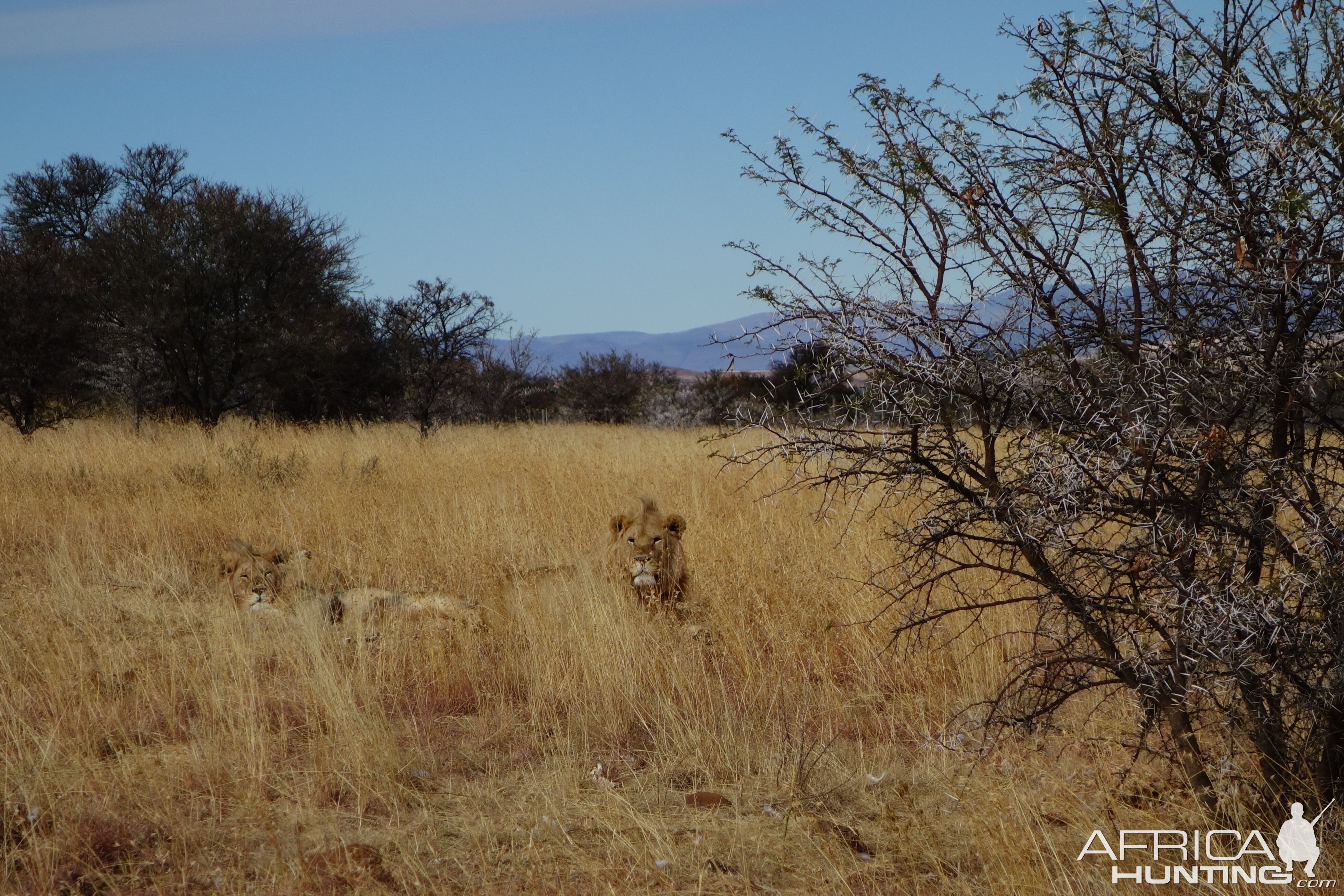 Lion in South Africa