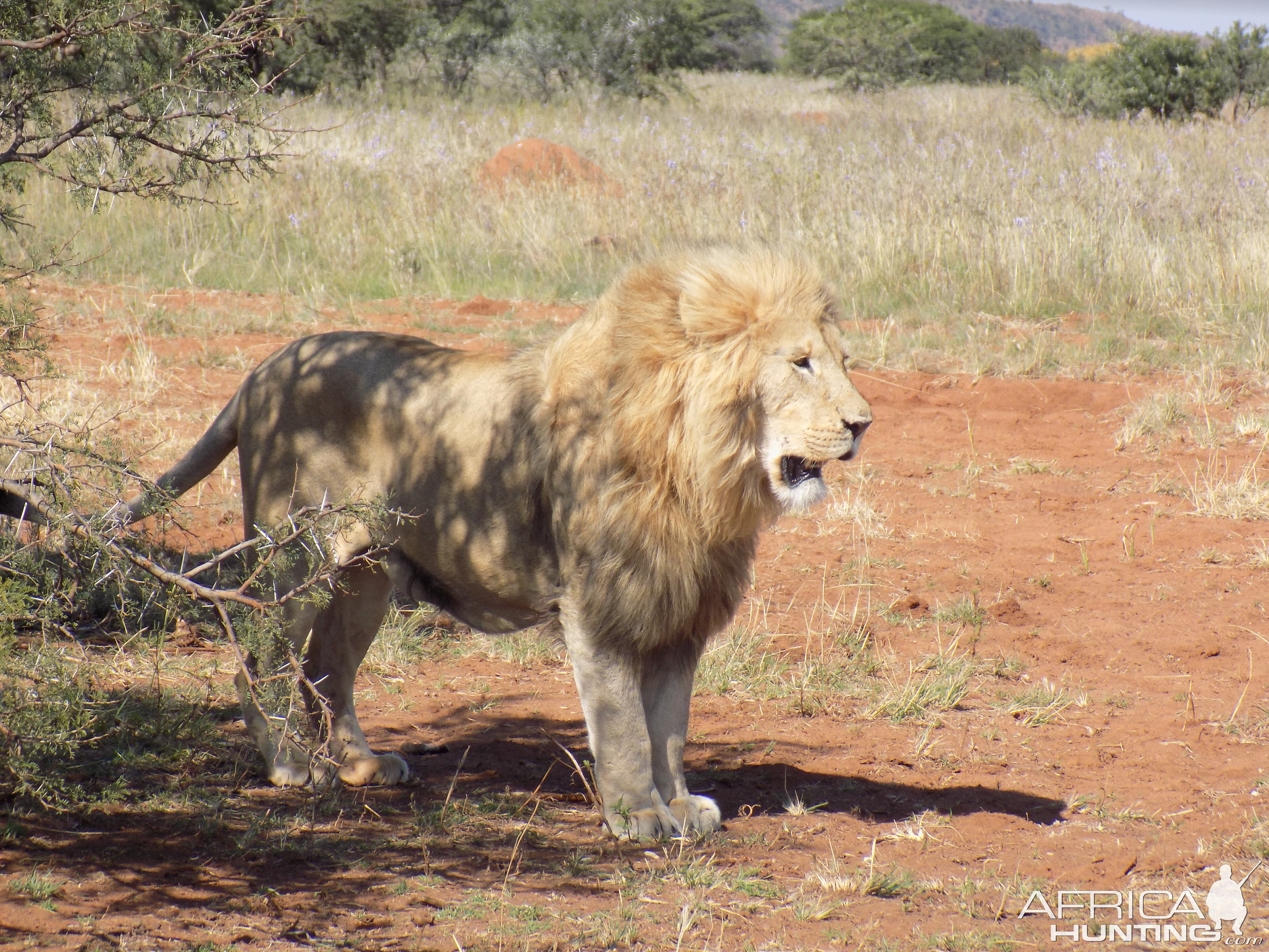 Lion in South Africa