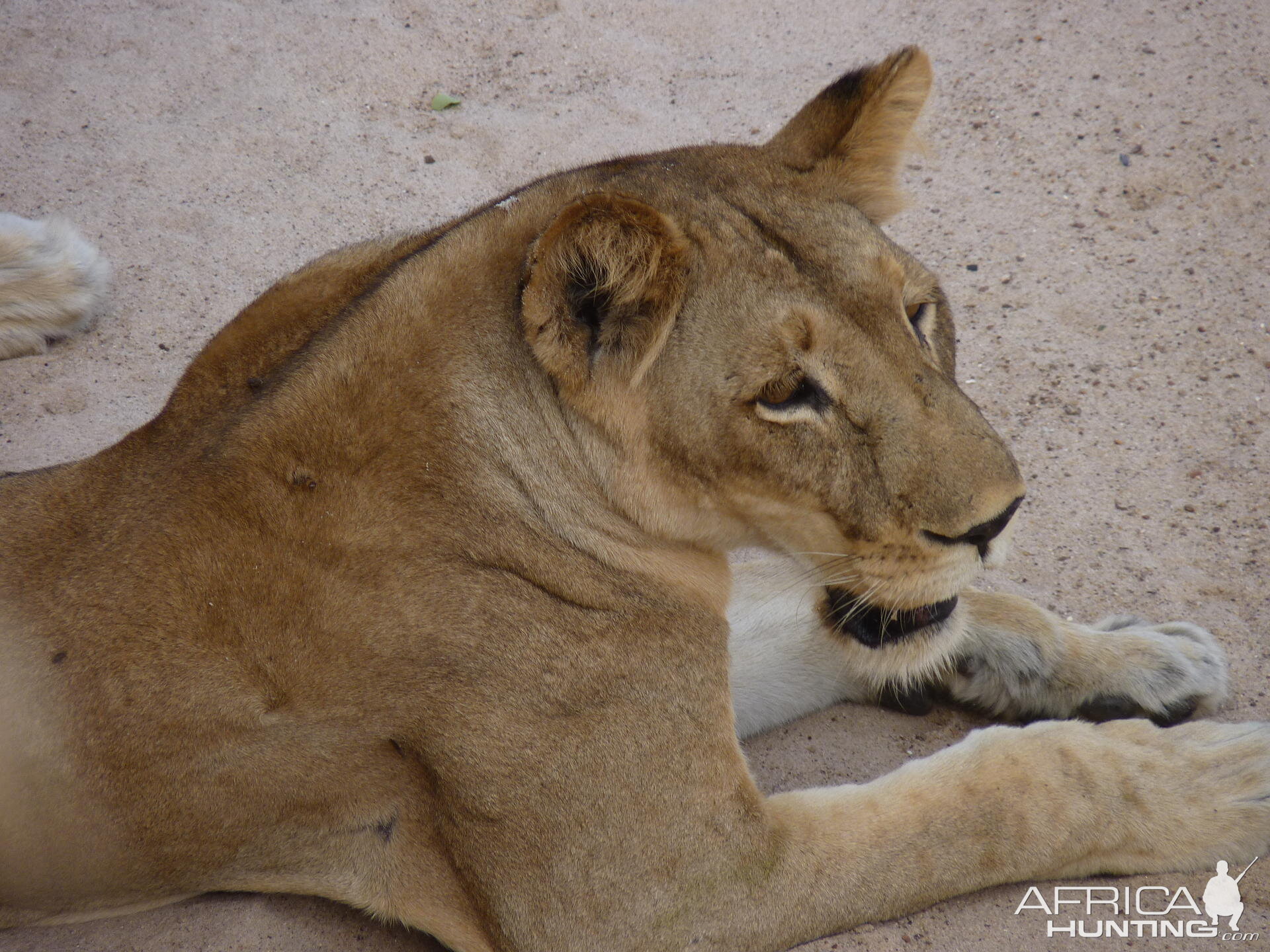 Lion in Tanzania