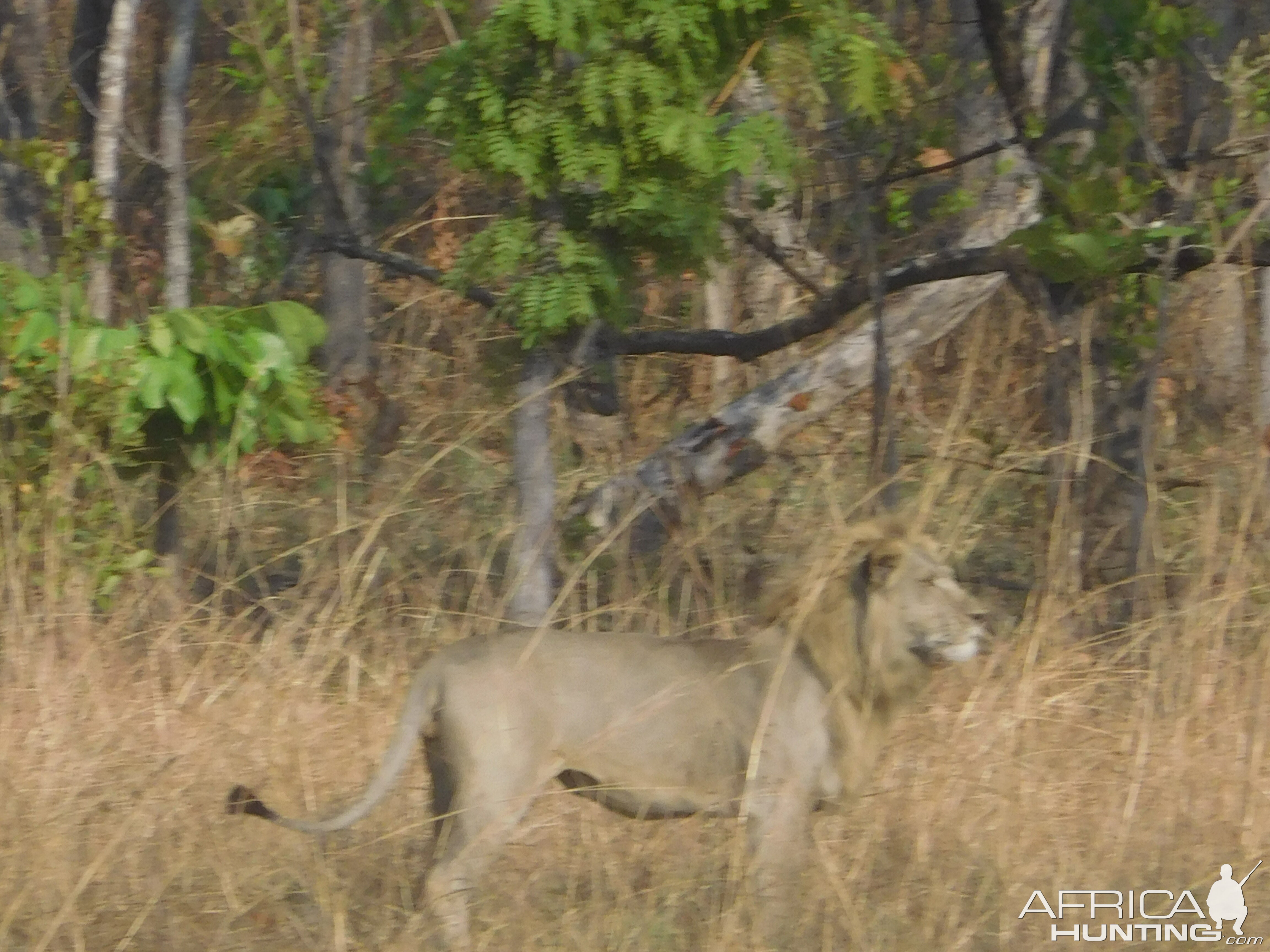 Lion in Tanzania