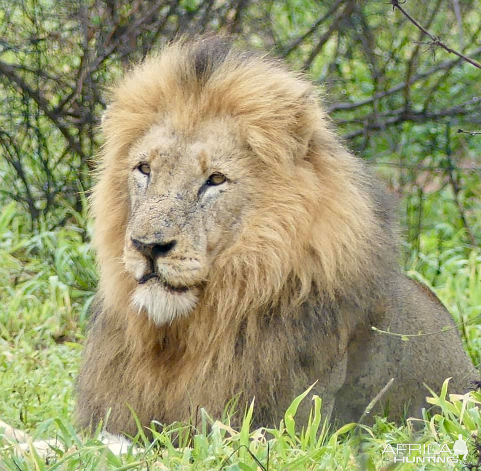 Lion in the Kruger National Park South Africa