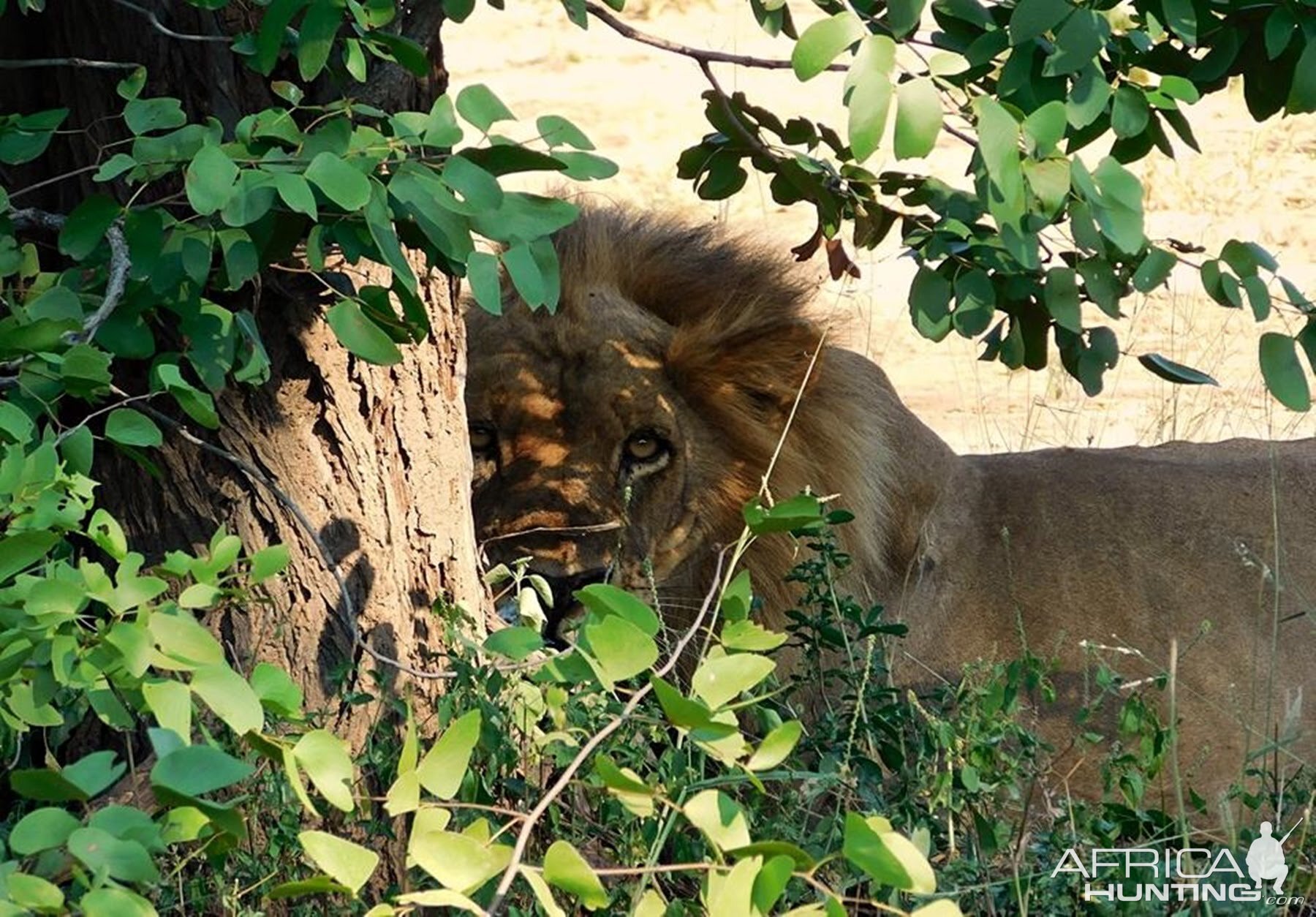 Lion in Zambia