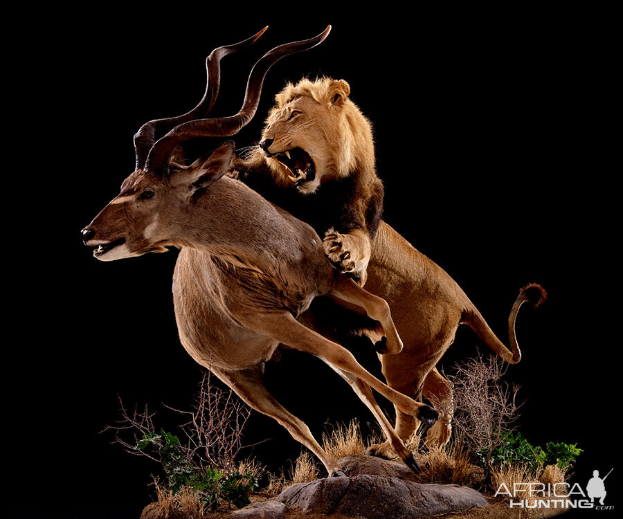 Lion & Kudu Full Mount Taxidermy