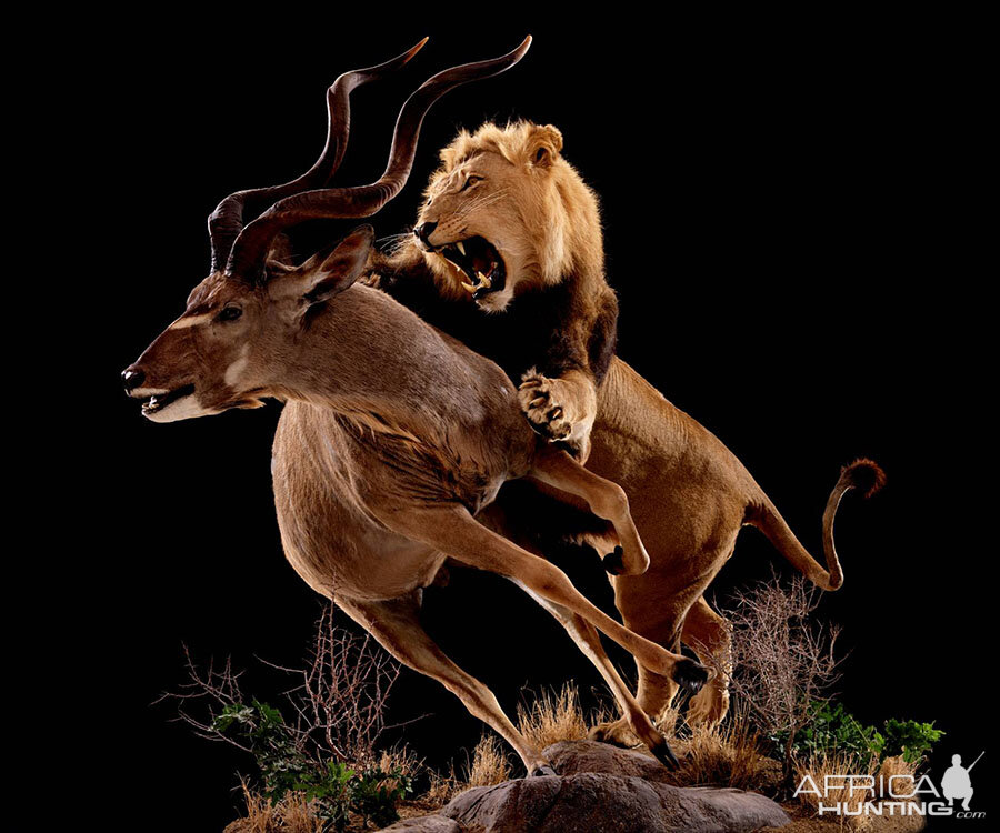 Lion & Kudu Full Mount Taxidermy