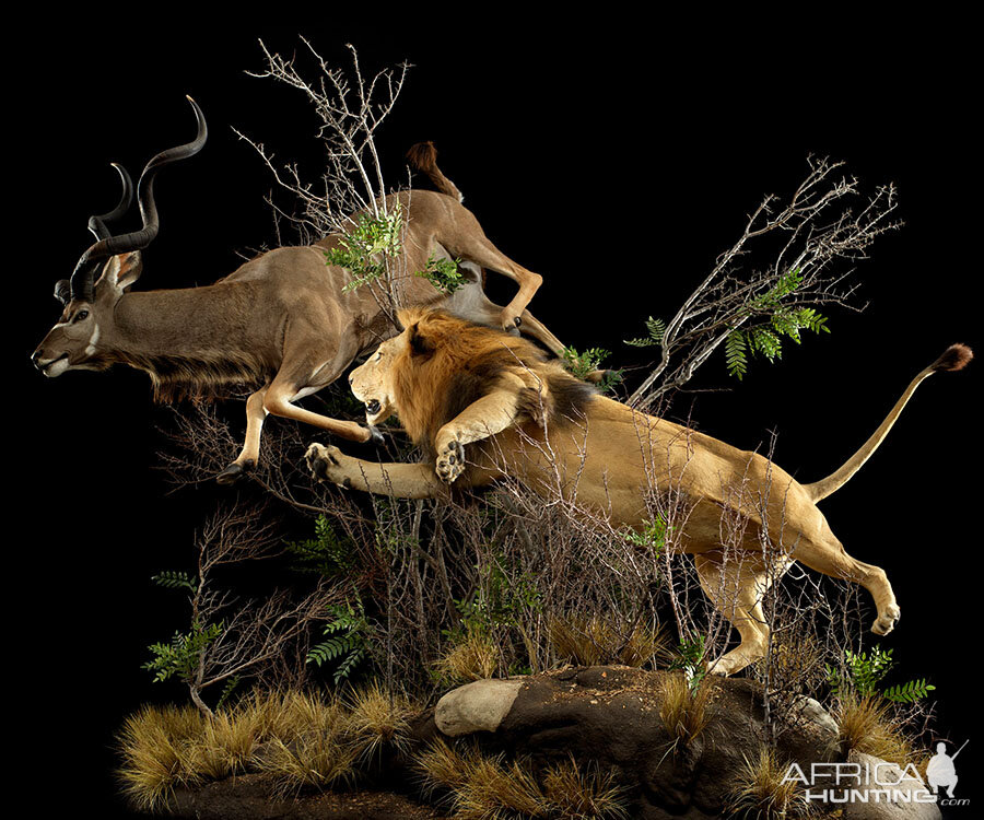 Lion & Kudu Full Mount Taxidermy