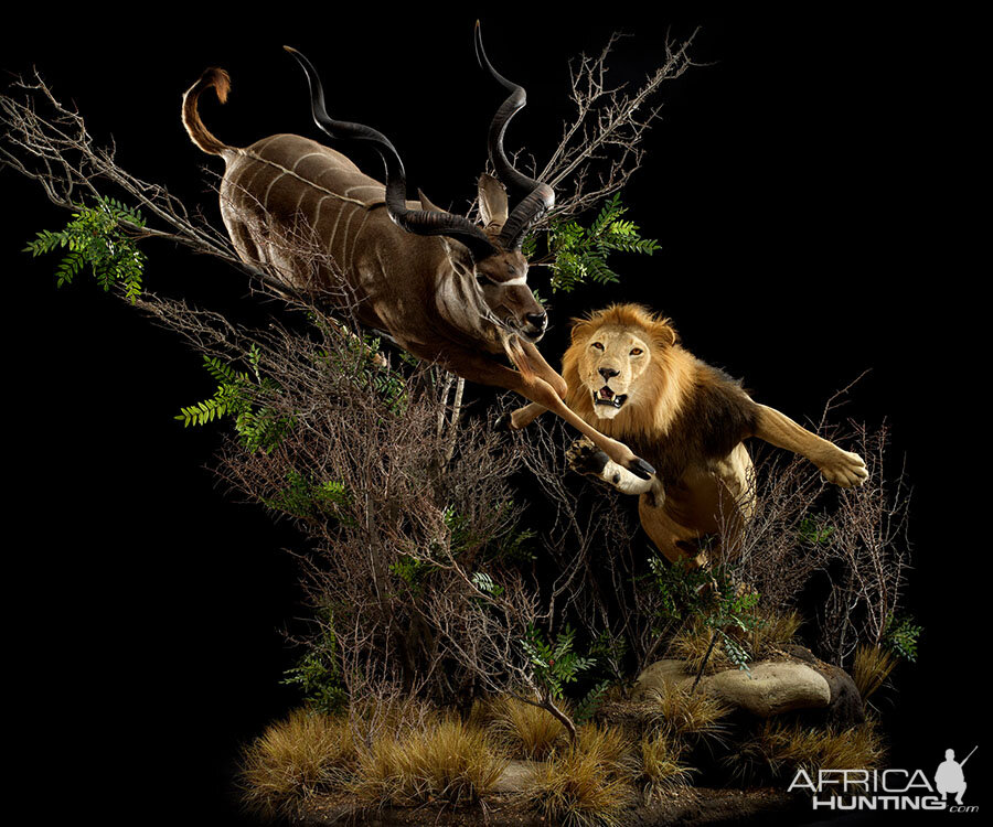 Lion & Kudu Full Mount Taxidermy