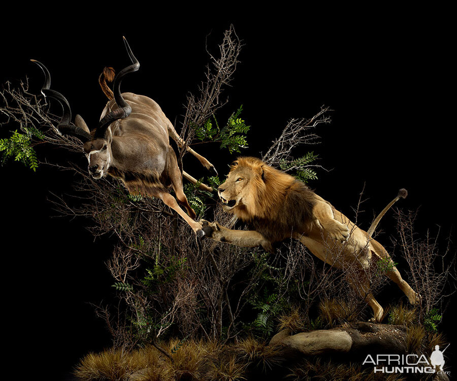 Lion & Kudu Full Mount Taxidermy