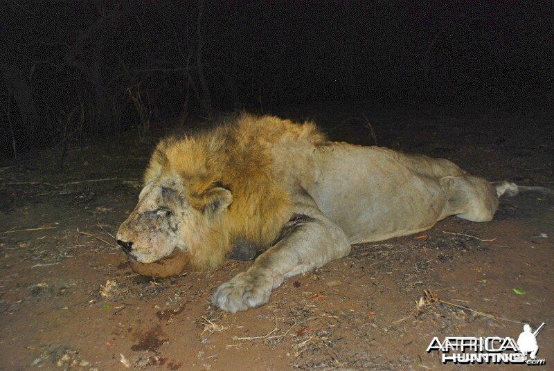 Lion ~ Lebombo Conservancy, Mozambique