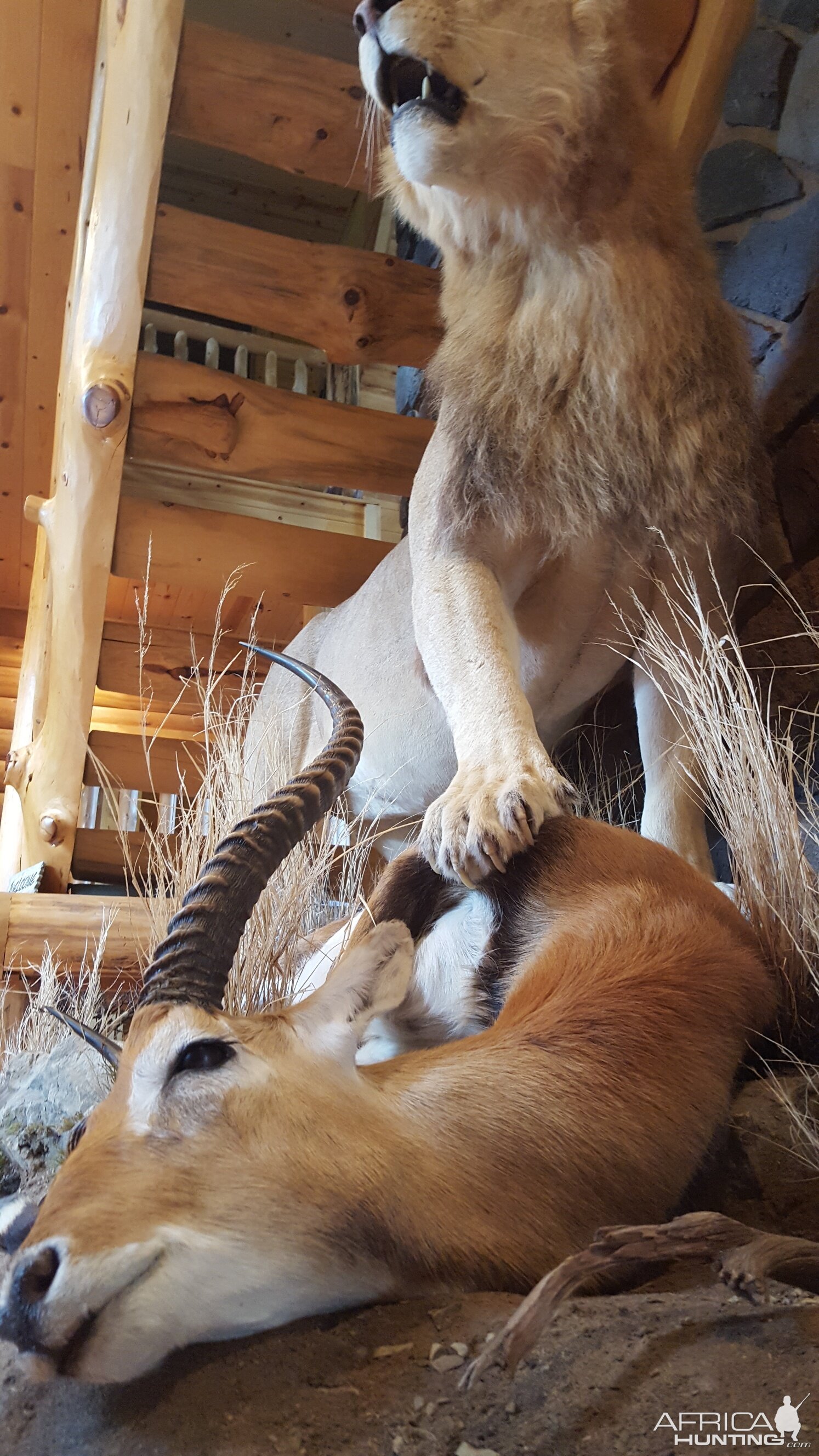 Lion & Lechwe Full Mount Taxidermy