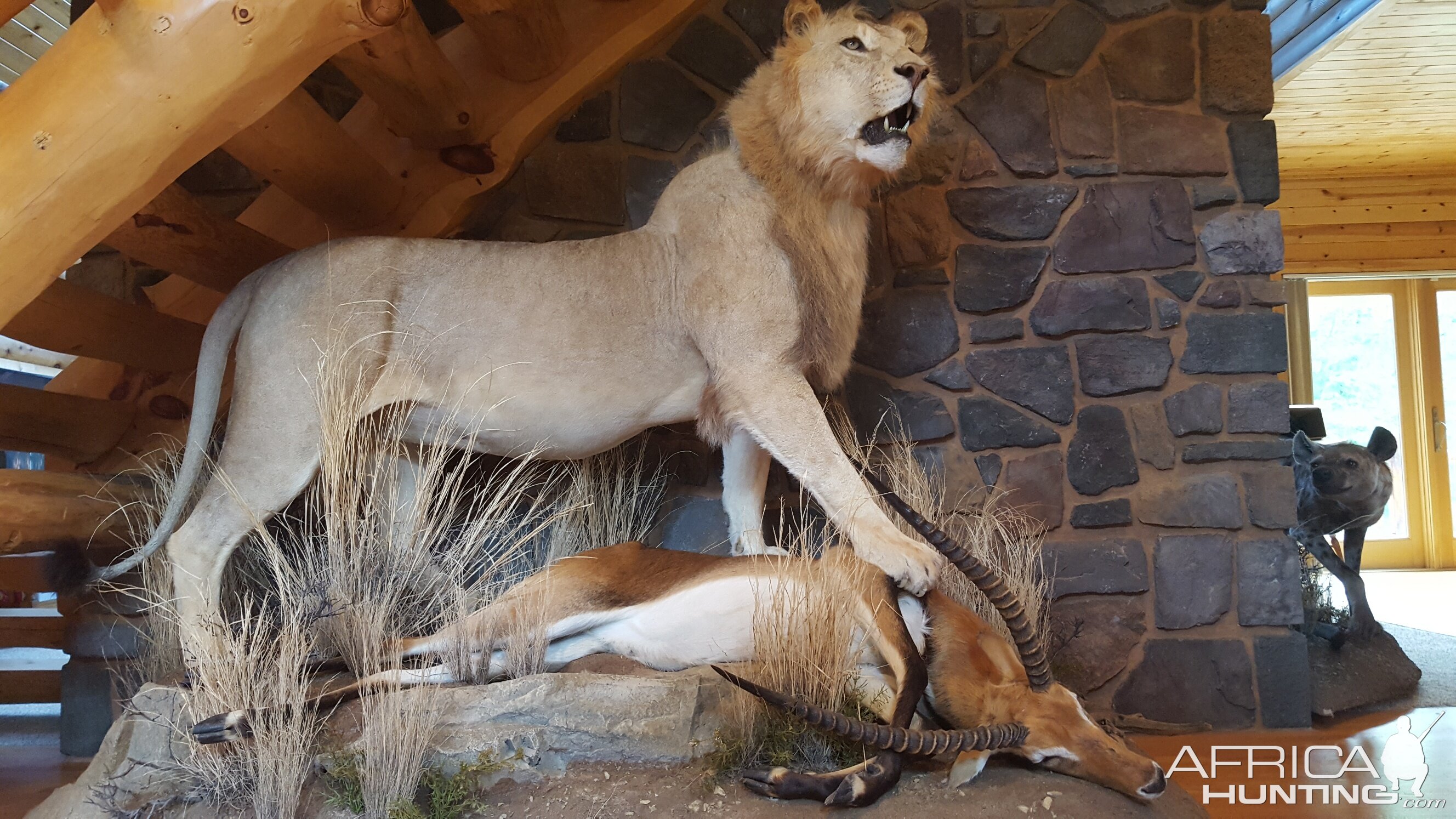 Lion & Lechwe Full Mount Taxidermy