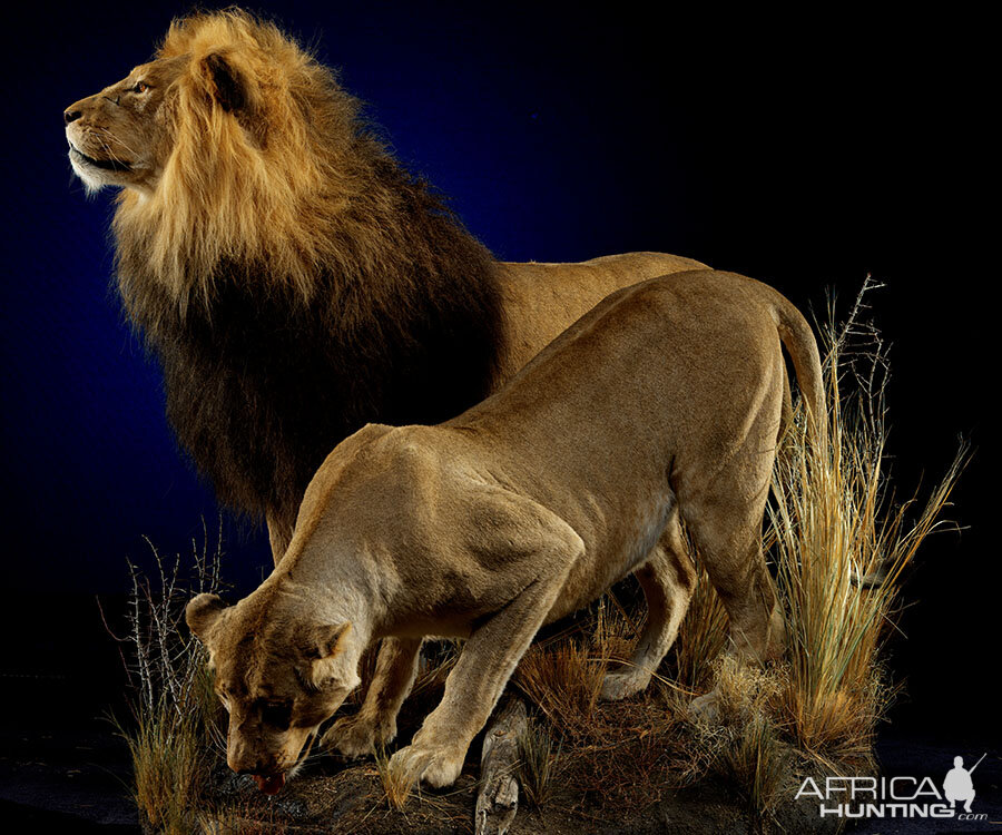 Lion & Lioness Full Mount Taxidermy