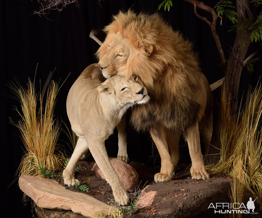 Lion & Lioness Full Mount Taxidermy