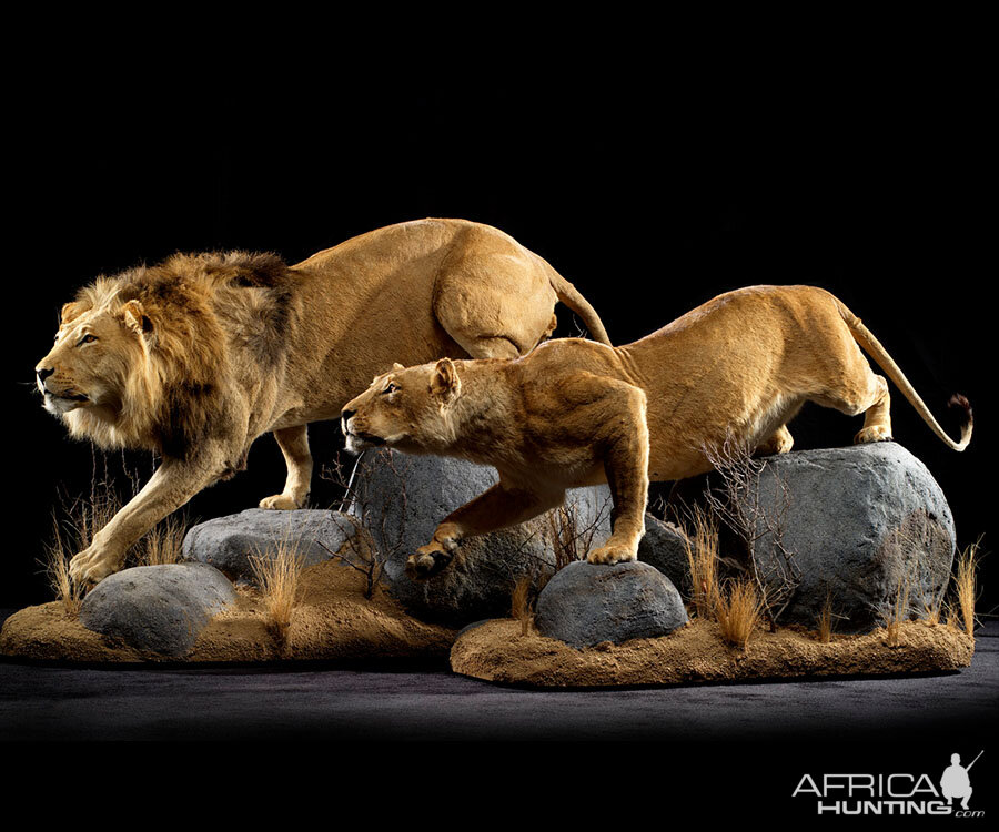 Lion & Lioness Full Mount Taxidermy