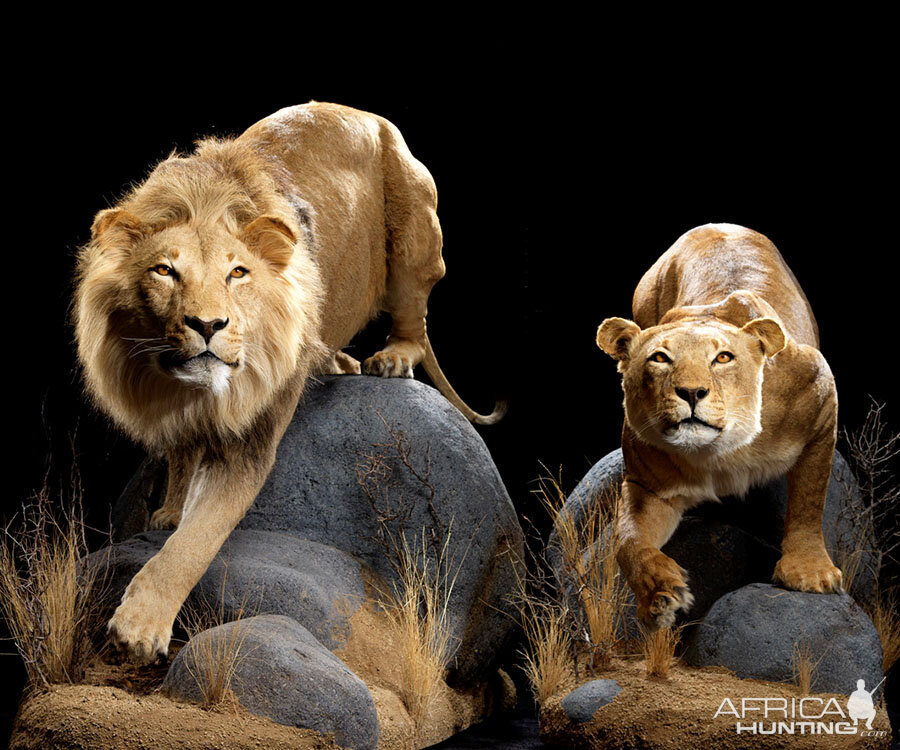 Lion & Lioness Full Mount Taxidermy