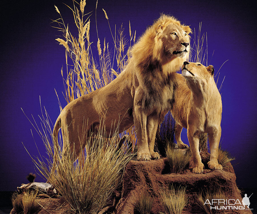 Lion & Lioness Full Mount Taxidermy