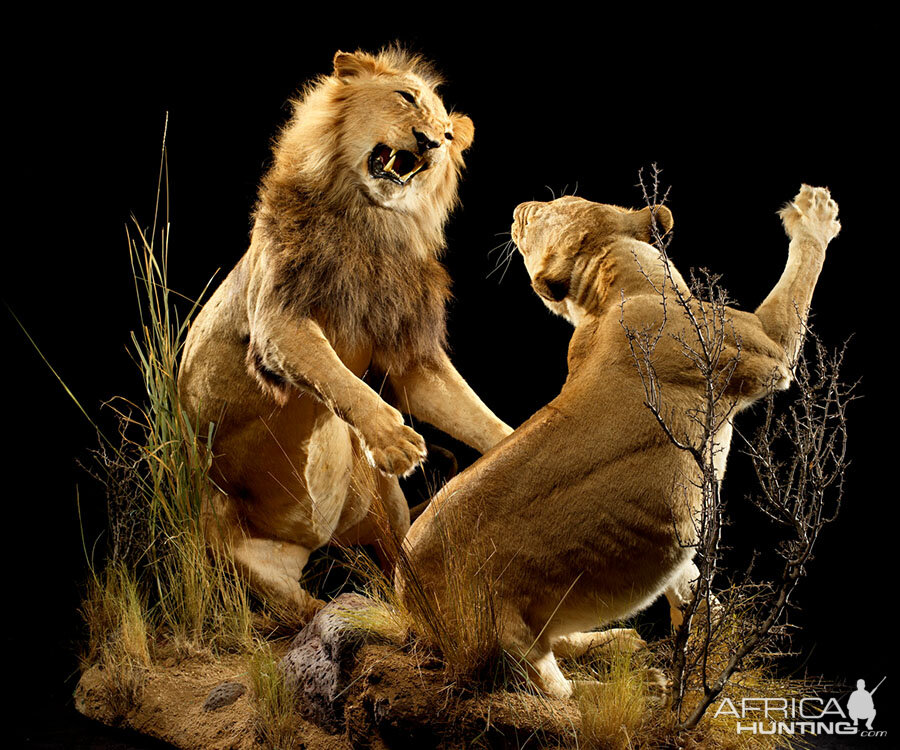 Lion & Lioness Full Mount Taxidermy