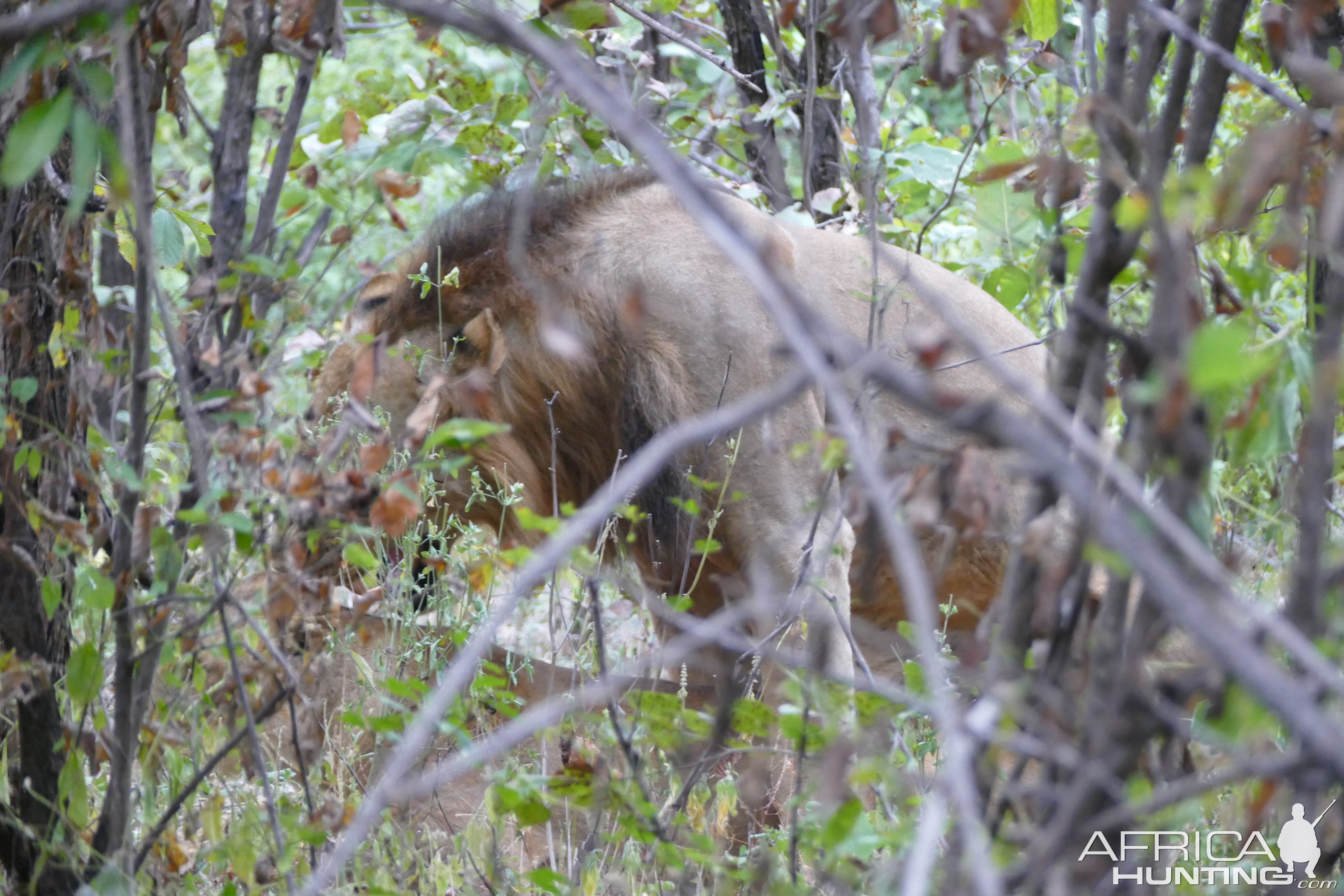 Lion & Lioness in Zambia