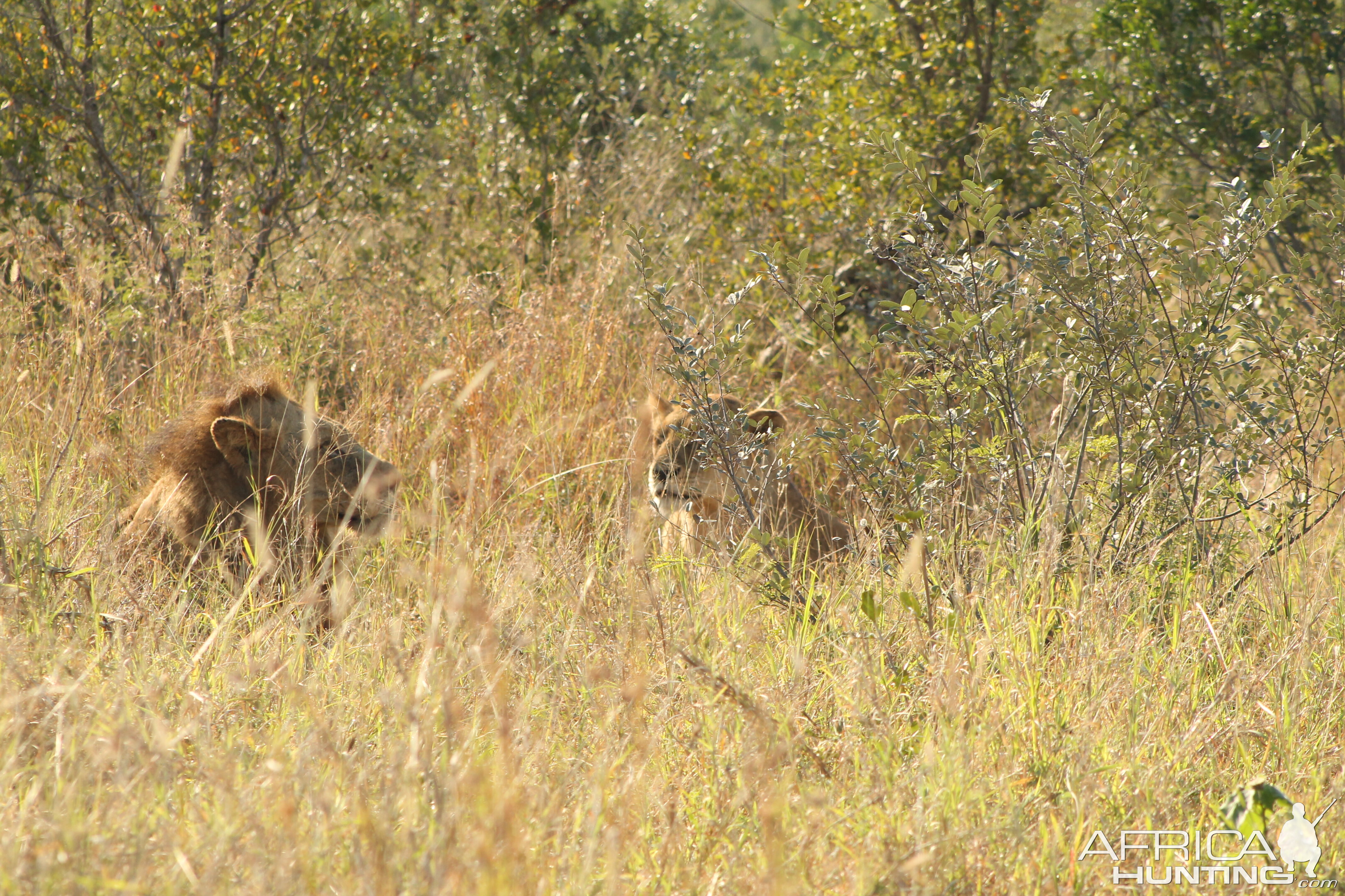 Lion & Lioness South Africa