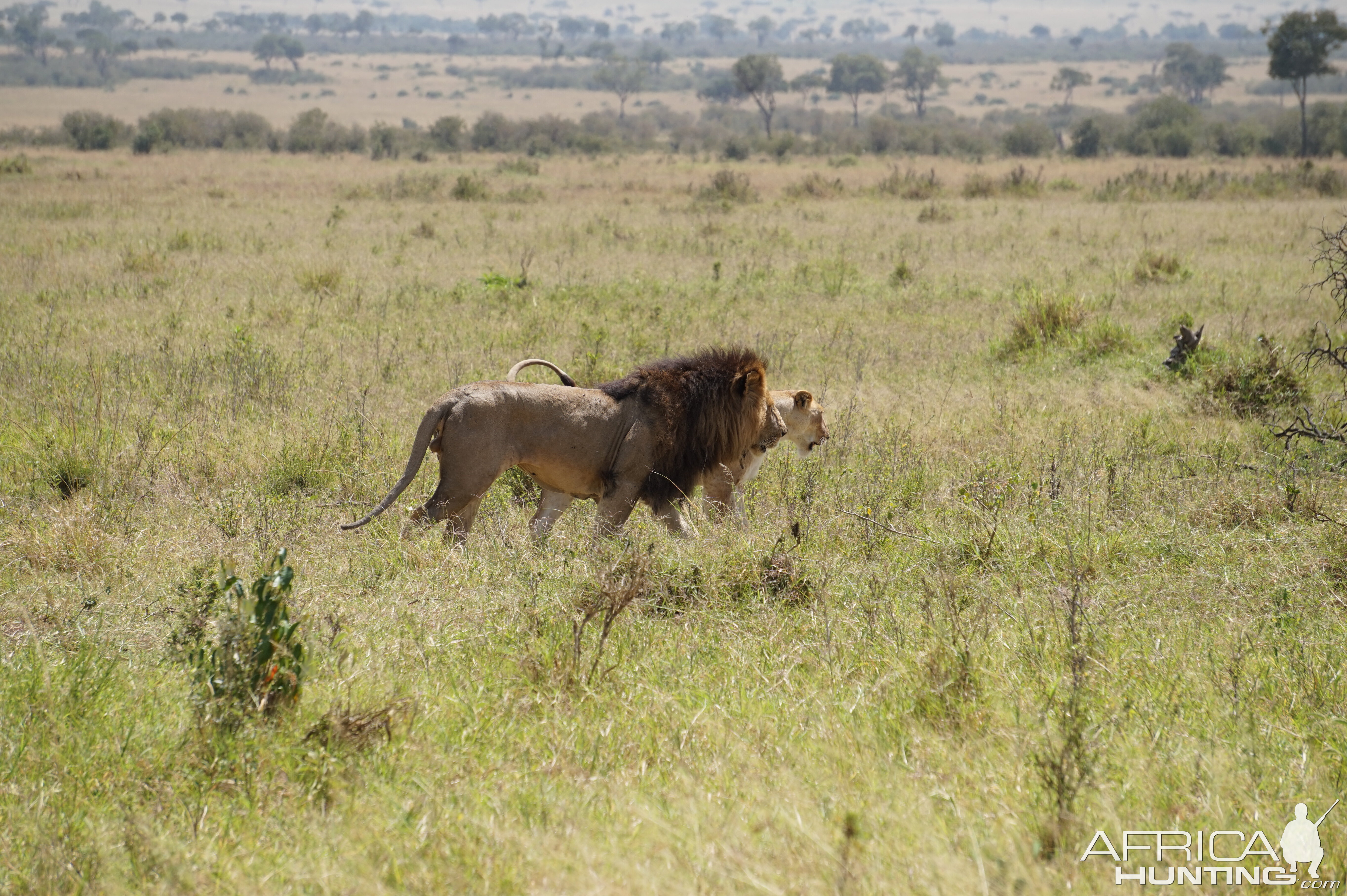 Lion Maasai Mara Kenya  Photo Safari