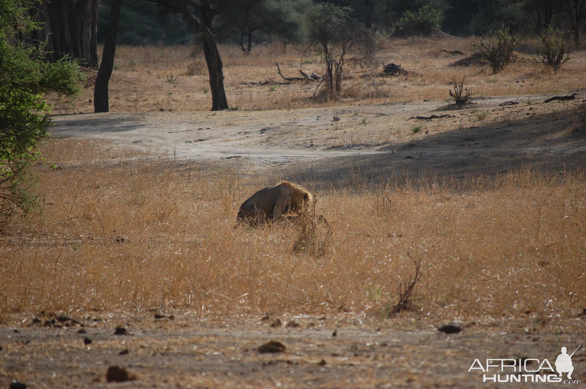 Lion Mating Tanzania