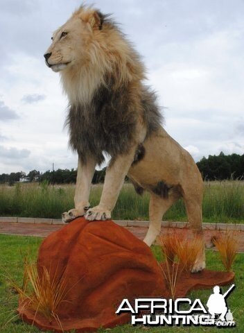 Lion mount by African Memories