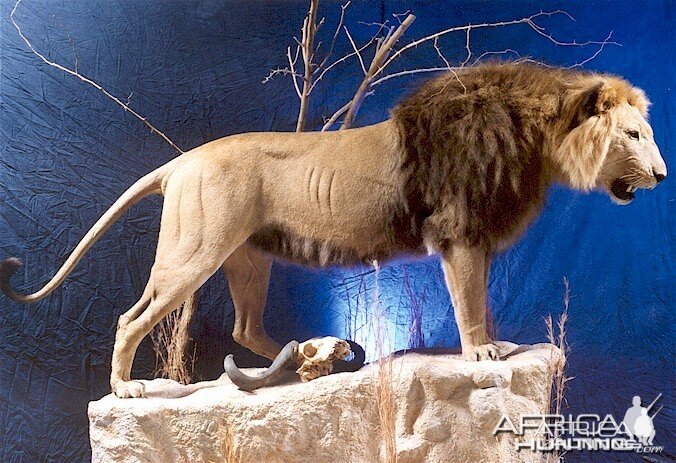 Lion Mount