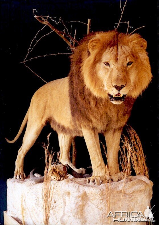 Lion Mount