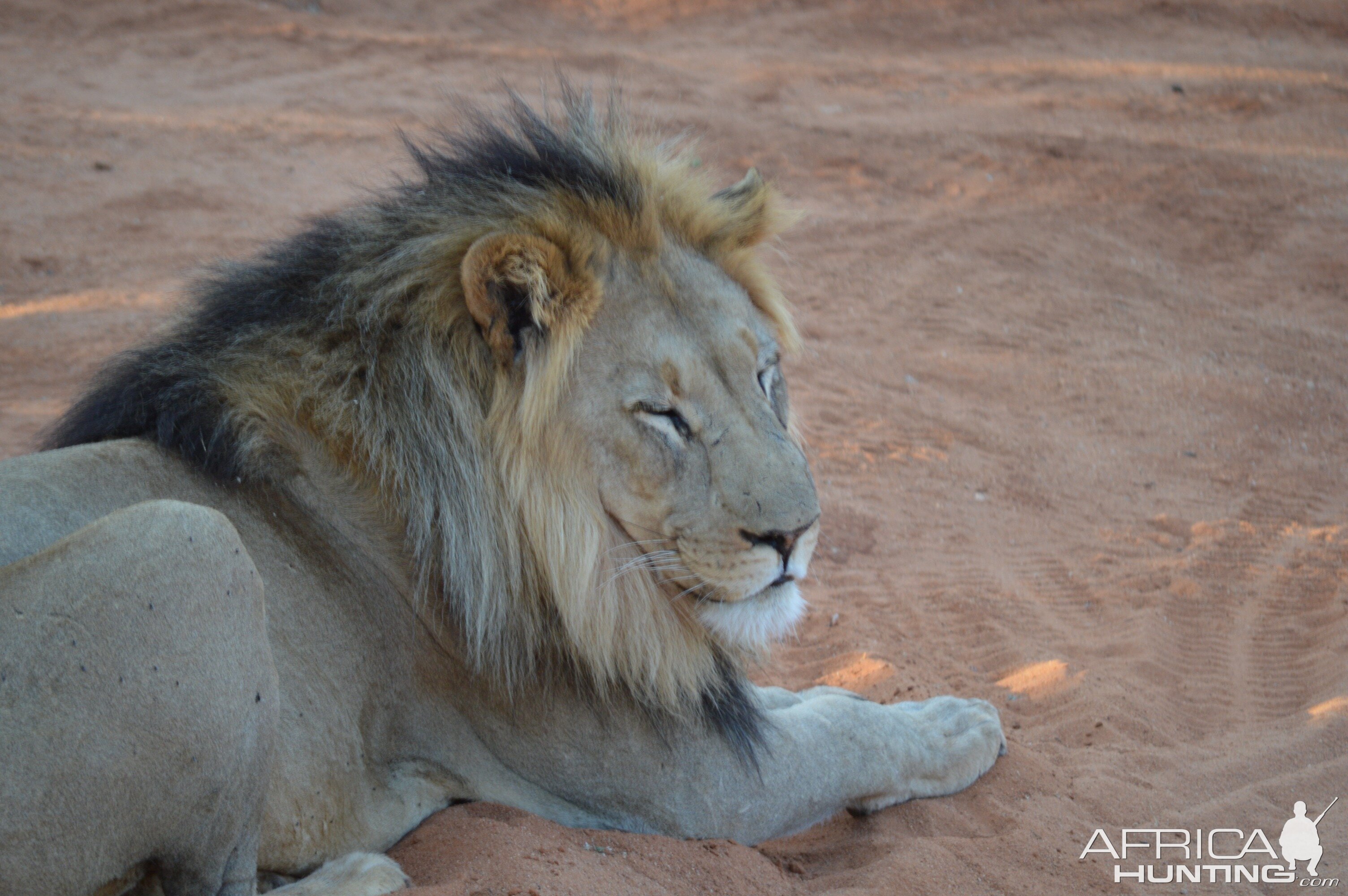 Lion Namibia Erindi