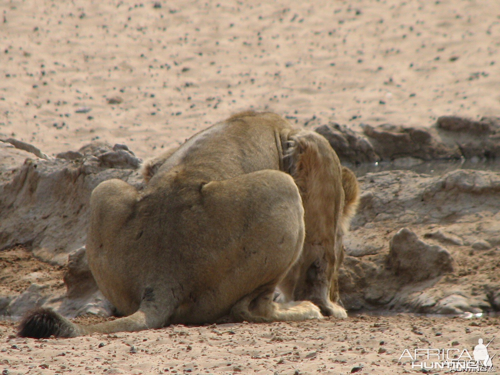 Lion Namibia