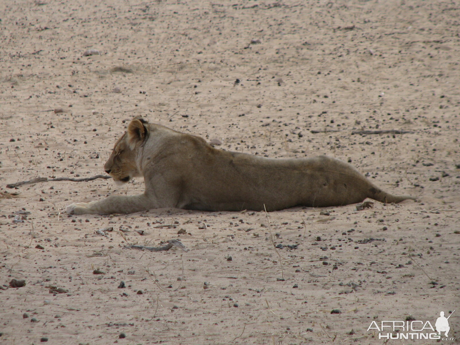 Lion Namibia