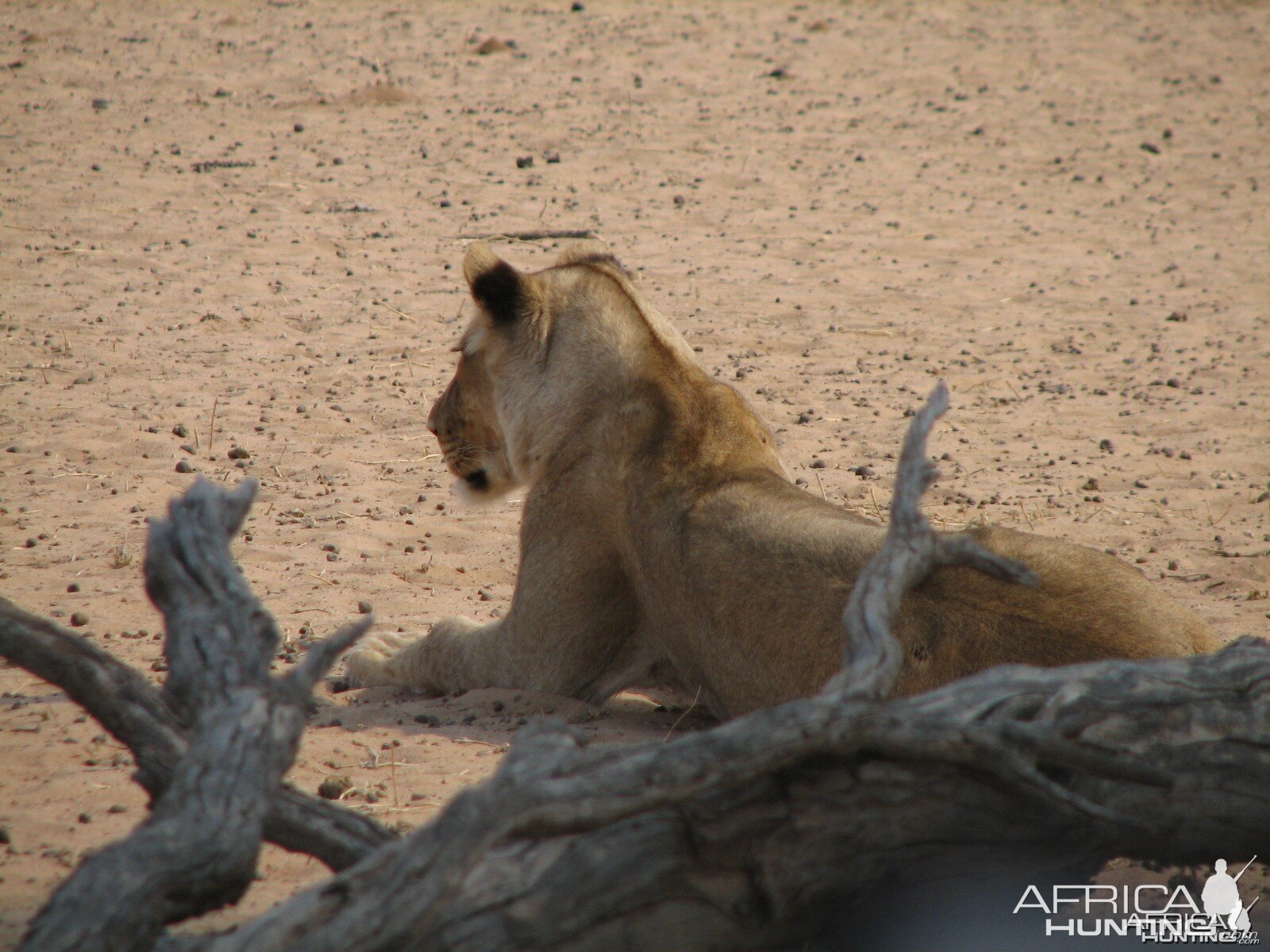 Lion Namibia