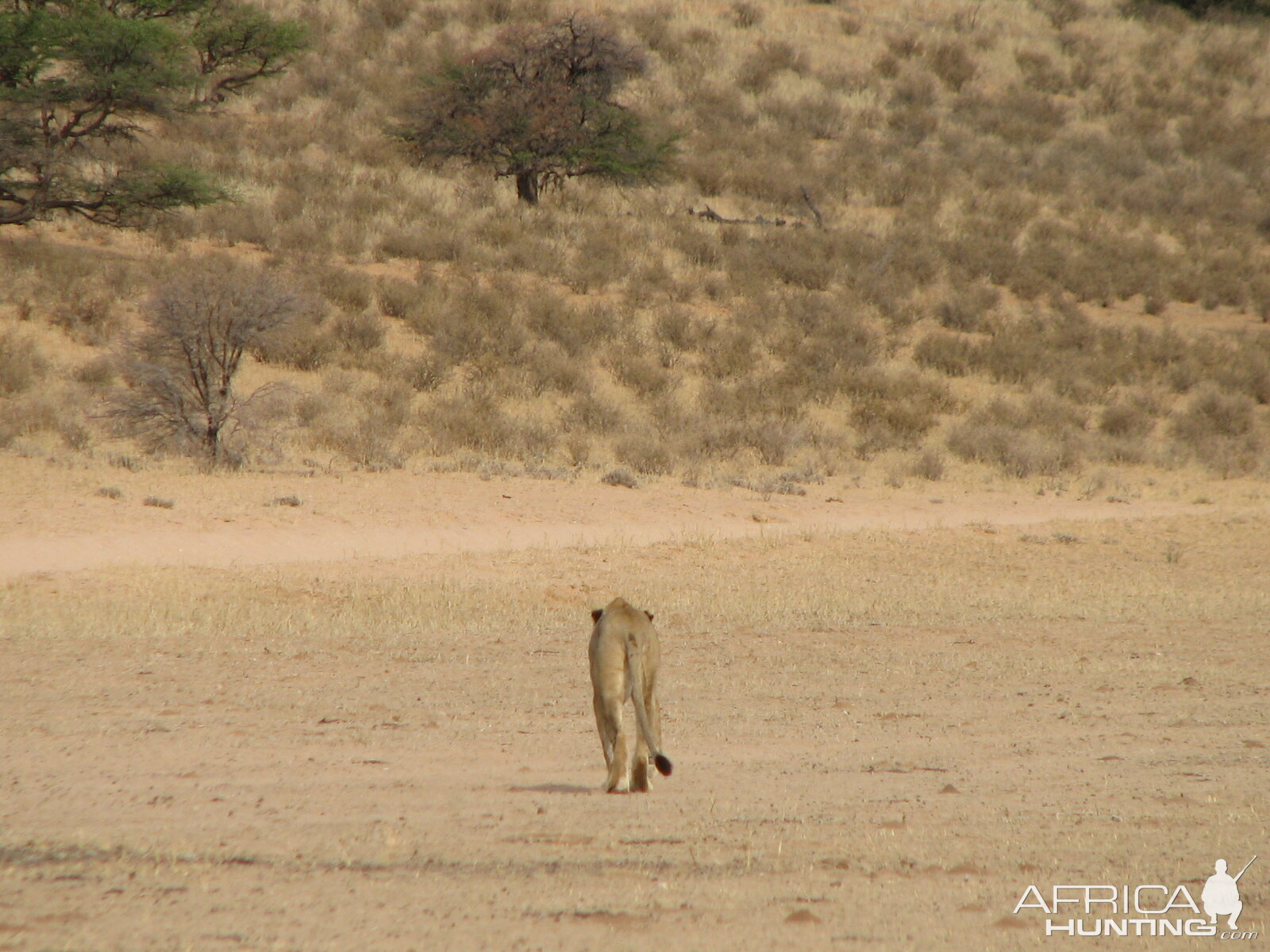 Lion Namibia