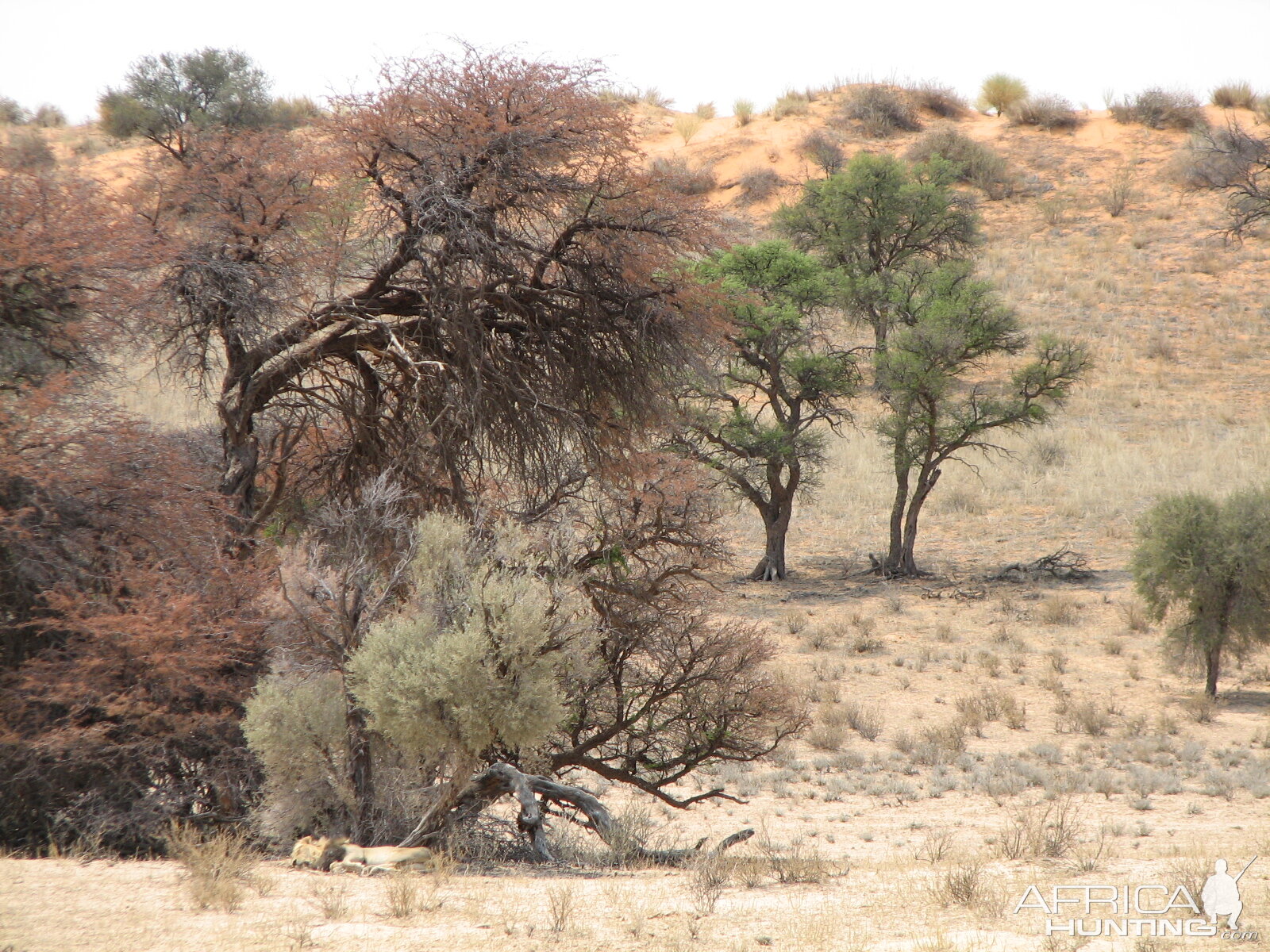 Lion Namibia