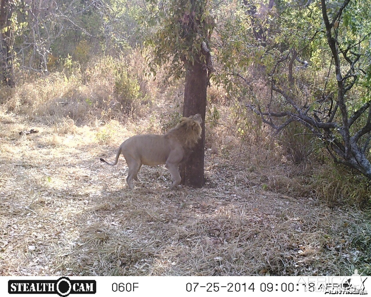 LION on bait in Tanzania