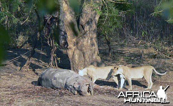 Lion on Hippo Kill