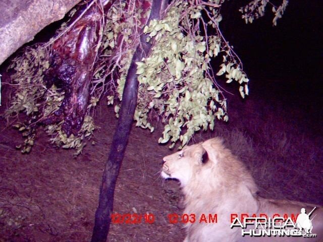 Lion on trailcam