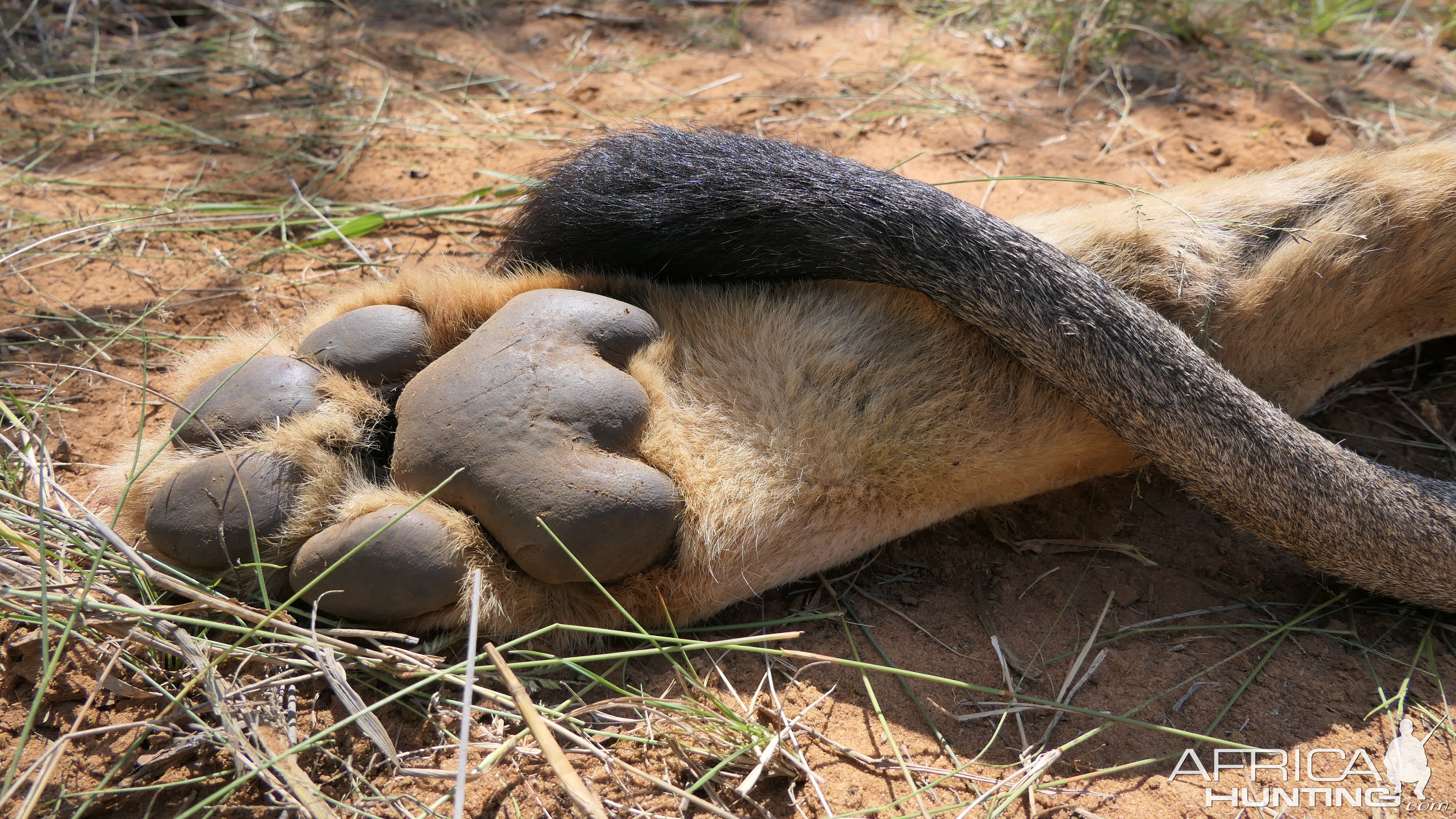 Lion Paw & Lion Tail