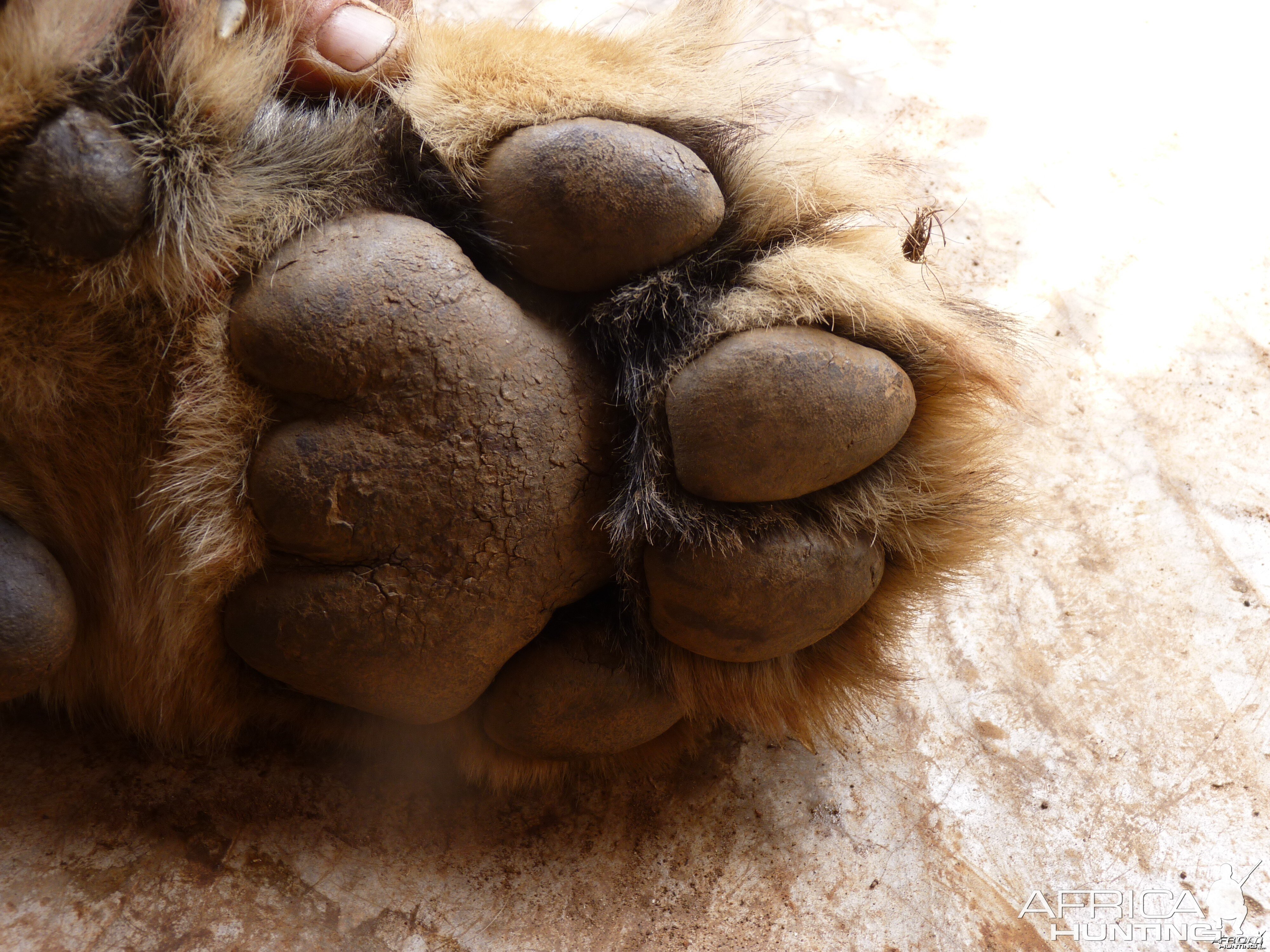 Lion paw