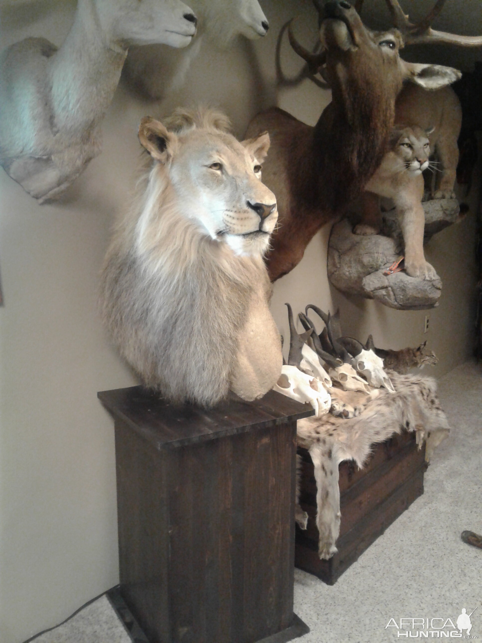 Lion Pedestal Mount Taxidermy