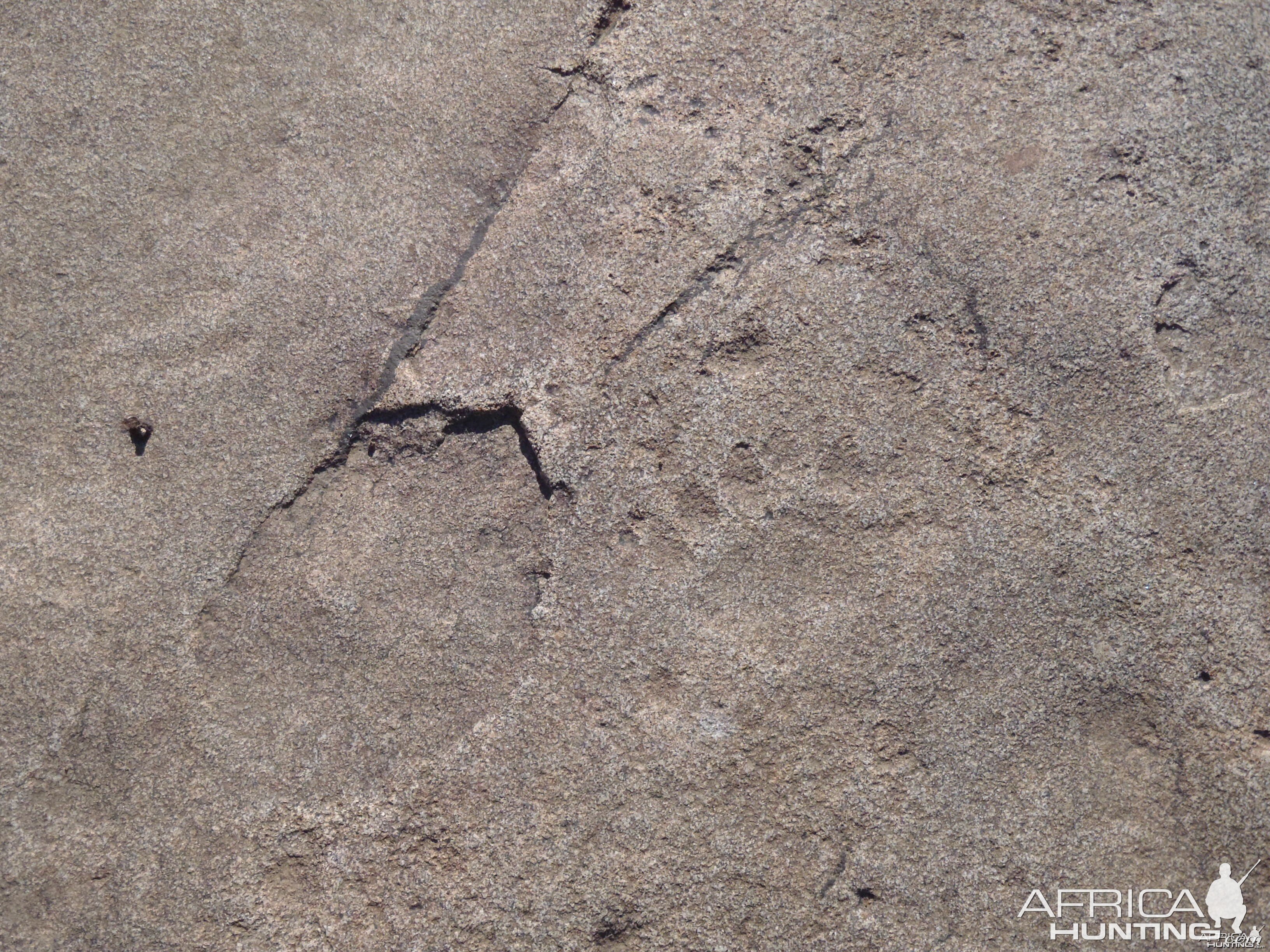 Lion print in the rock in Namibia