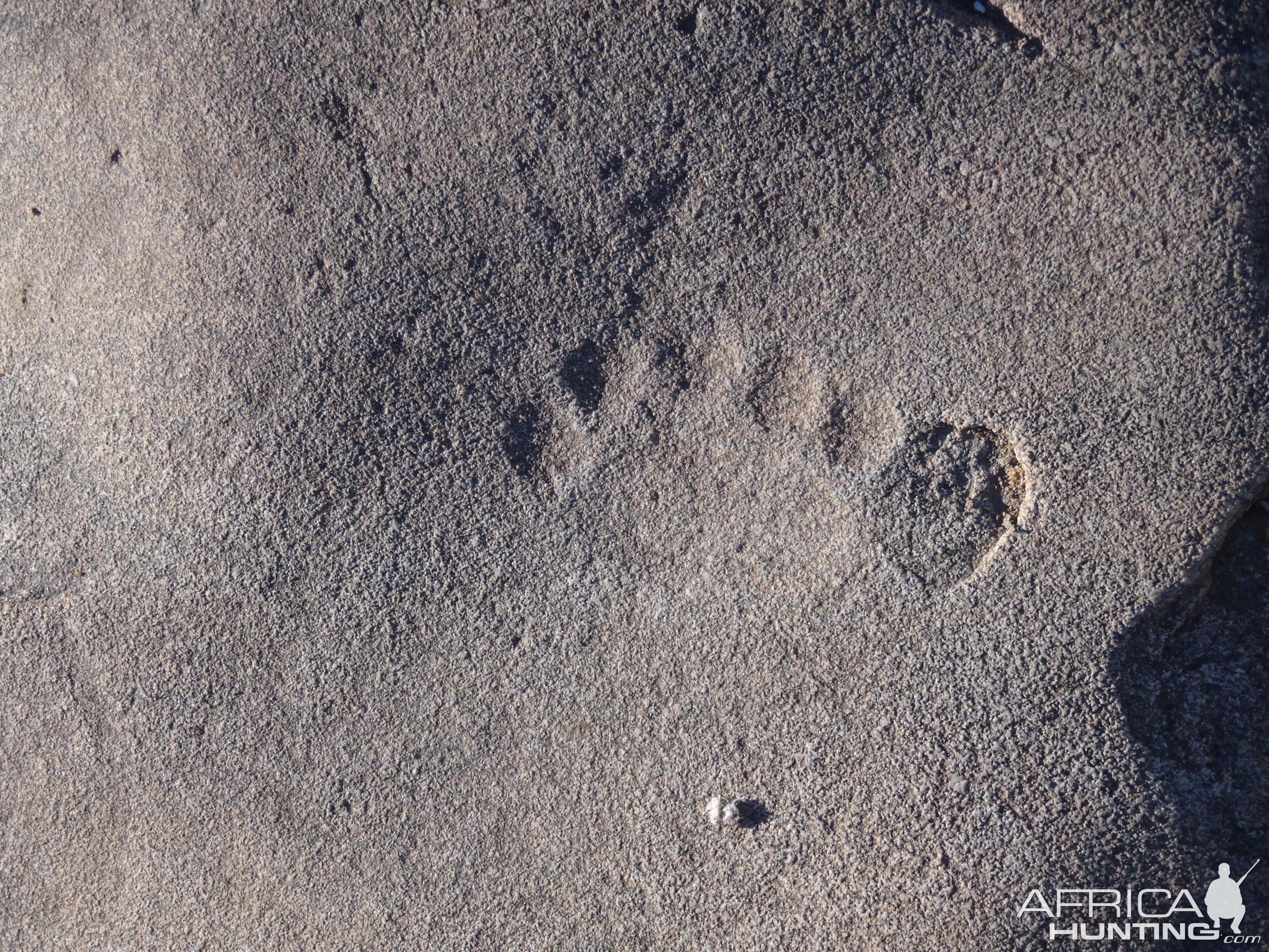 Lion print in the rock in Namibia